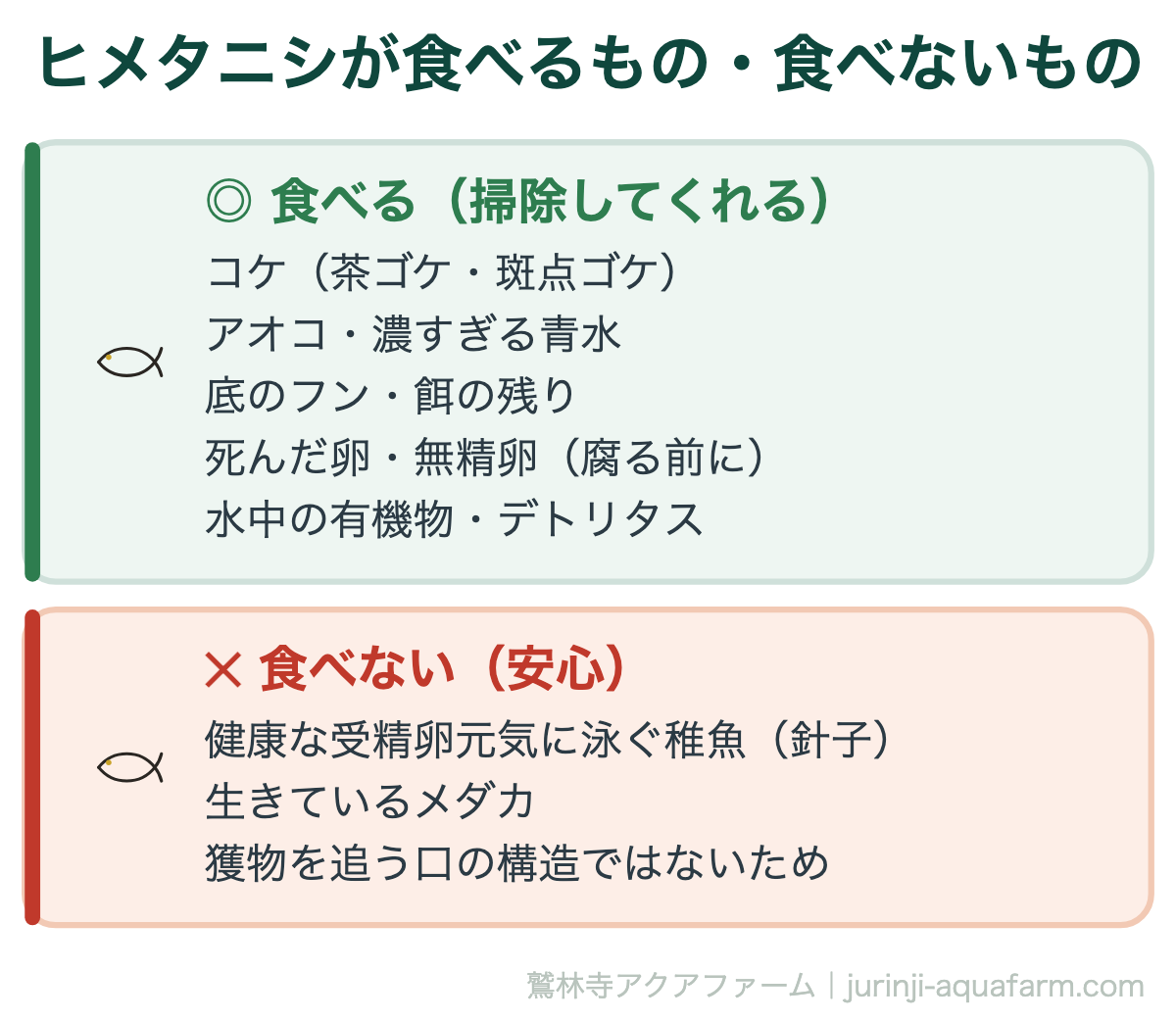 ヒメタニシが食べるもの・食べないもの。コケと汚れは食べ、健康な卵と稚魚は食べない