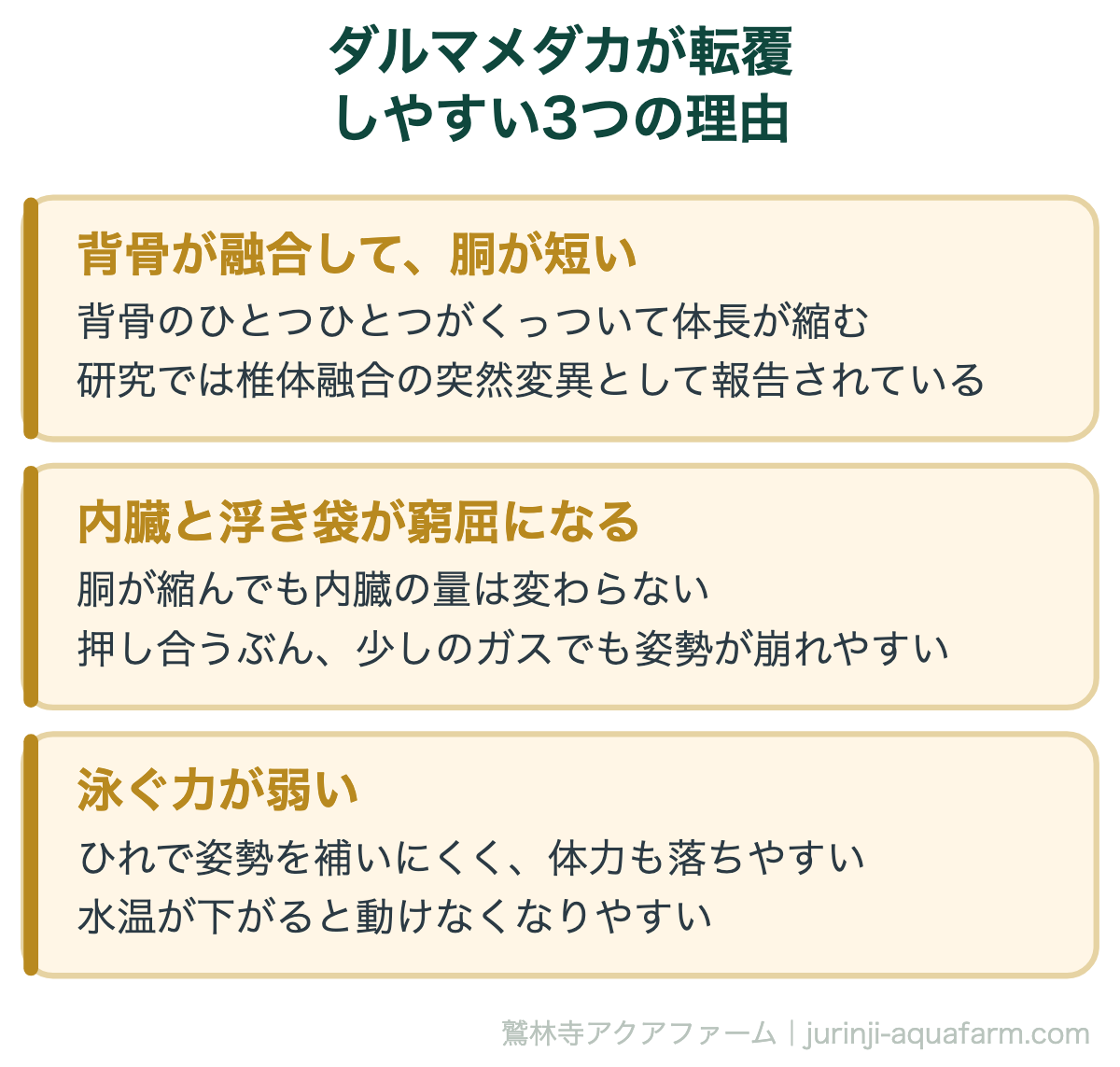 ダルマメダカが転覆しやすい3つの理由。ダルマの転覆は体質に近い。防ぐのではなく、起きにくい環境を作るほうが現実的