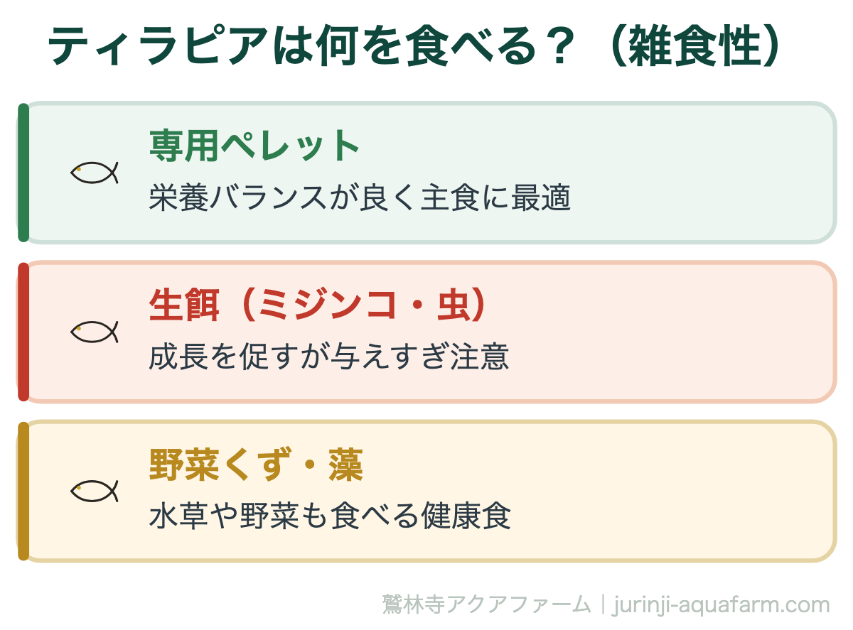【完全版】自宅で繁殖！アクアポニックスでの【ティラピア飼育法】｜ティラピアは何を食べる？（雑食性）。ティラピアは何でもよく食べる雑食性。主食はペレットにし、生餌や野菜を補助的に与えるとバランスよく育ちます