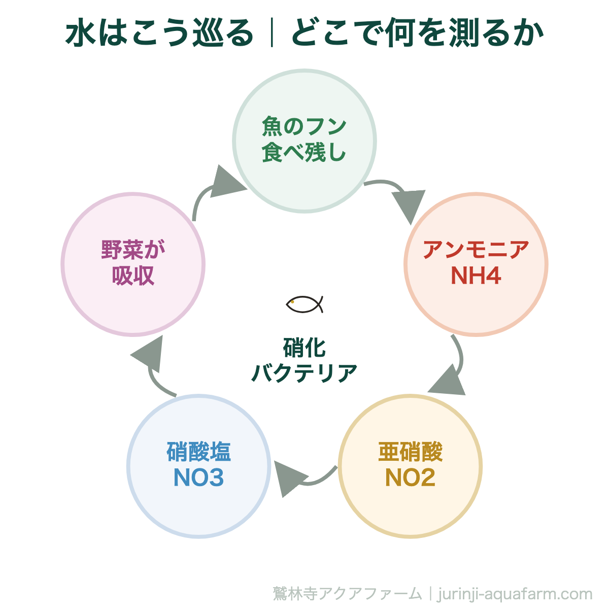 アクアポニックスで『失敗する原因は水質管理』初心者が知るべき5つの数値｜水はこう巡る｜どこで何を測るか。アンモニア→亜硝酸→硝酸塩と分解が進みます。前の2つは魚に有害、最後の硝酸塩だけが野菜の栄養になります