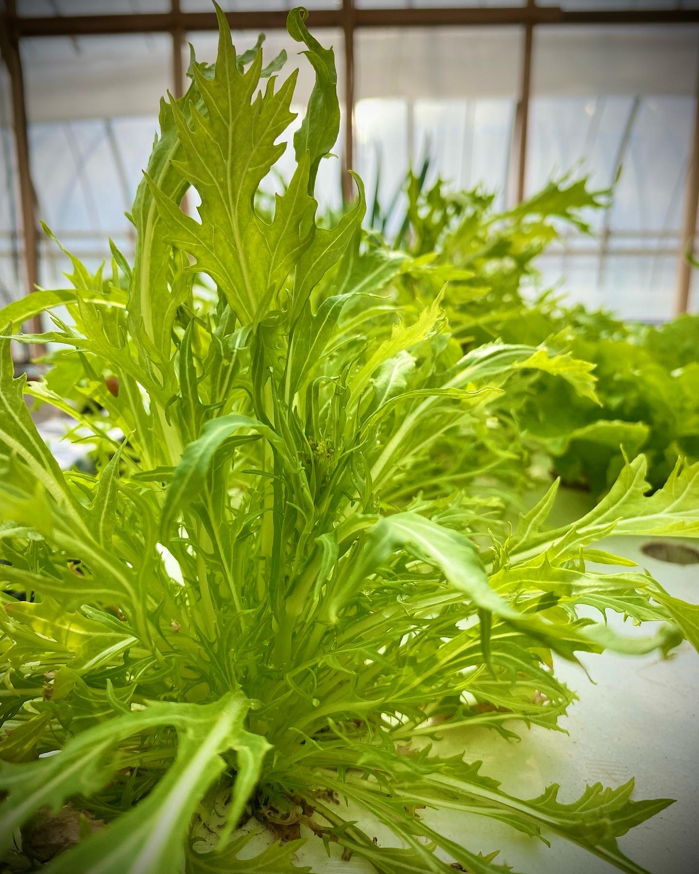 栽培槽で育った水菜