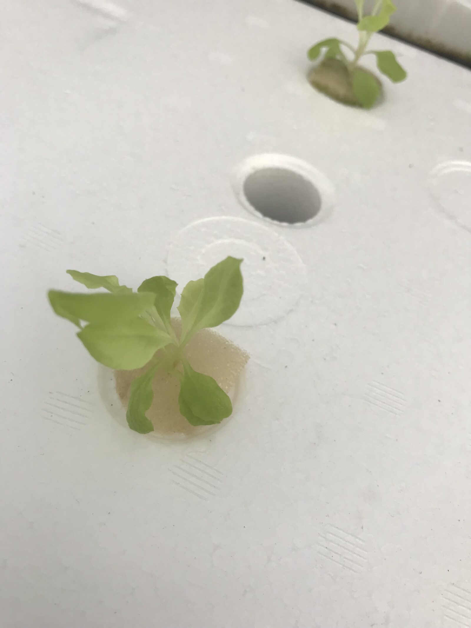 白い栽培パネルの穴に、スポンジごと植えられたレタスの若い苗