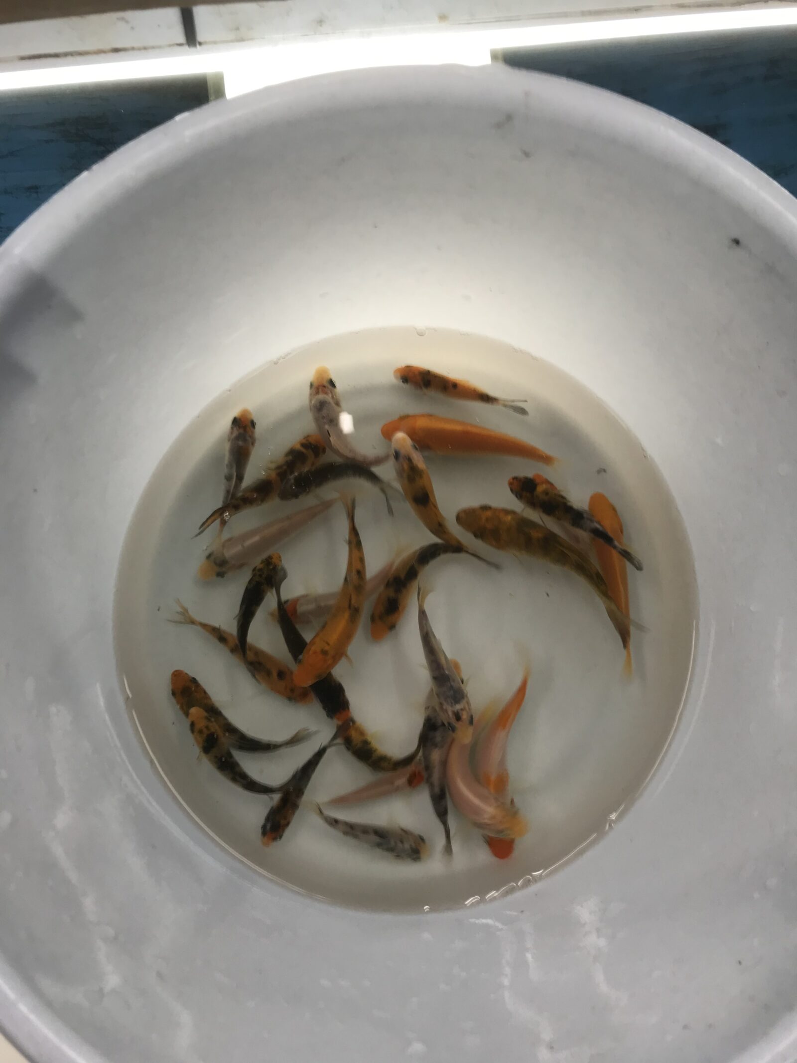 白い容器に入れたメダカを上から見たところ