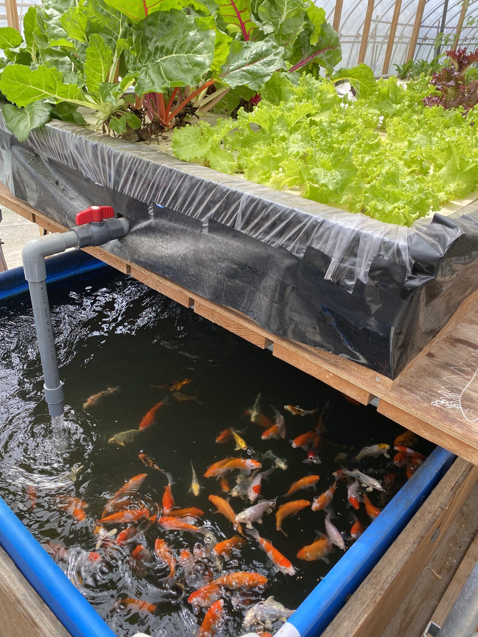 青いタンクに金魚を飼い、その上に栽培槽を載せたアクアポニックスの設備