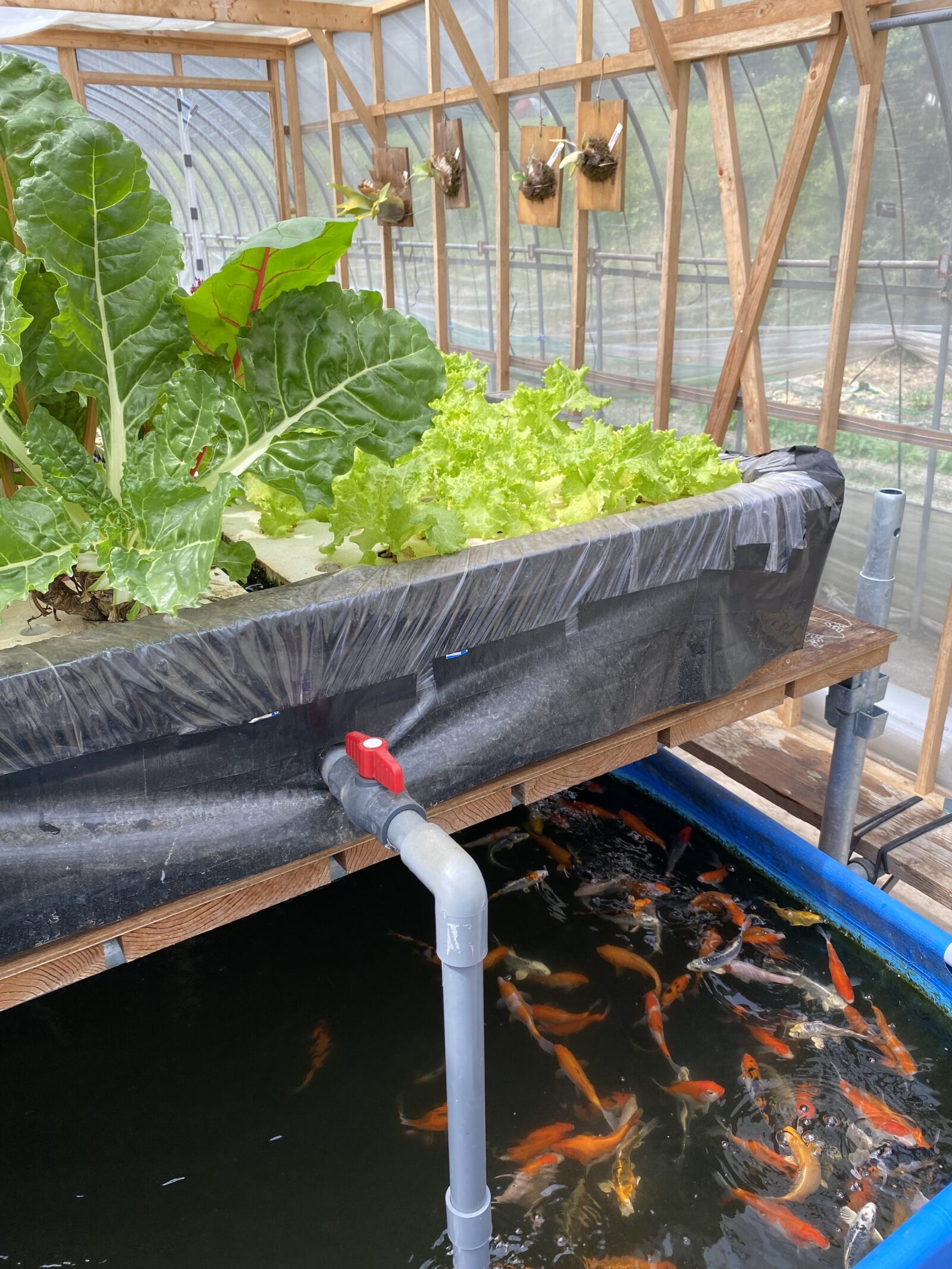 青いタンクの魚と、上の栽培槽の葉物