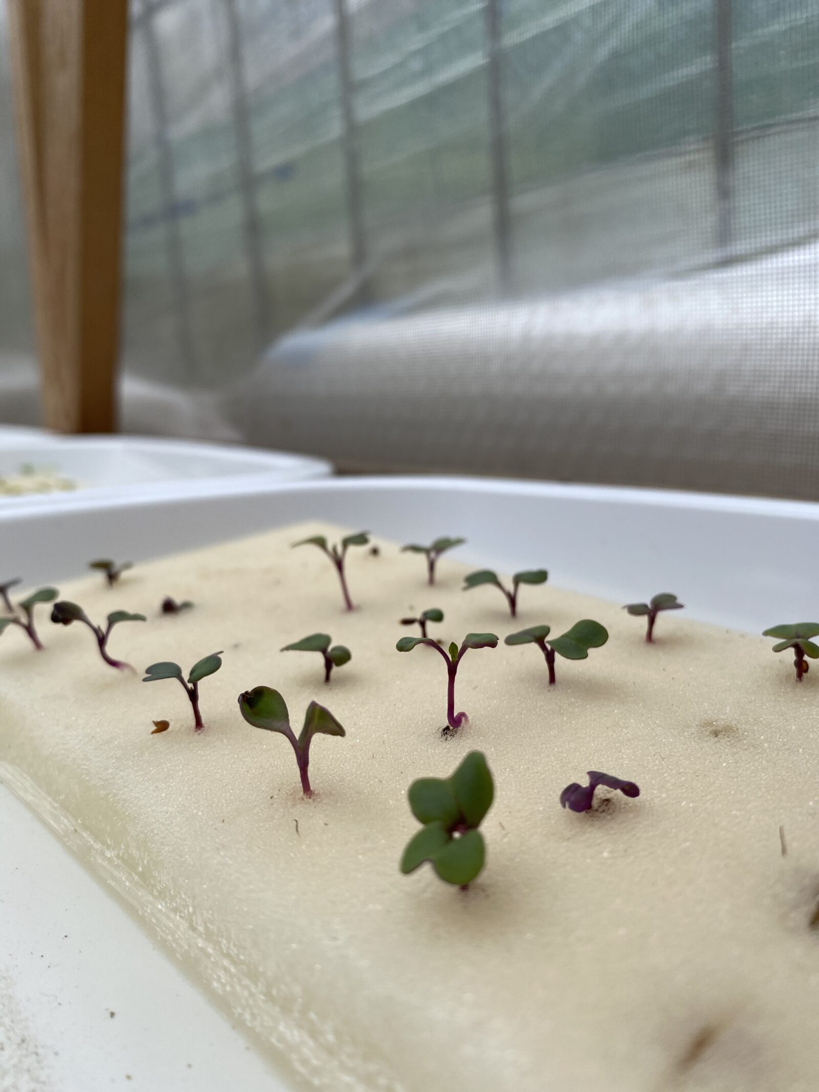 白い栽培パネルに、定植したばかりのスイスチャードの小さな苗が点々と植わっている