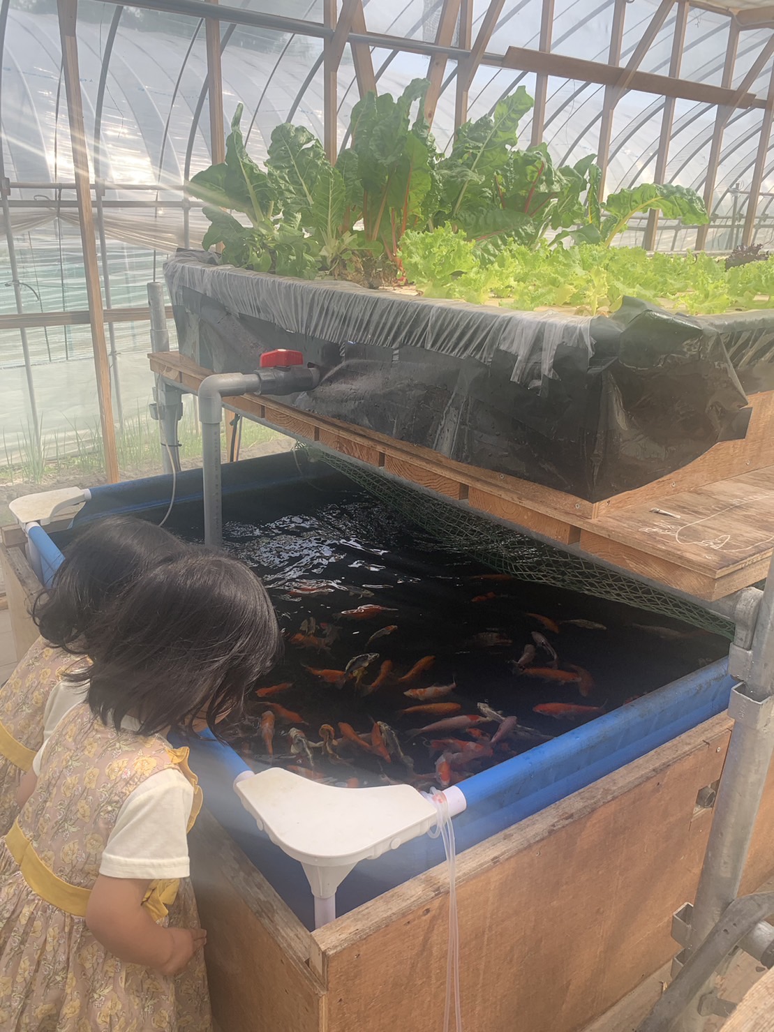 黒い魚の水槽と、栽培槽へつながる配管