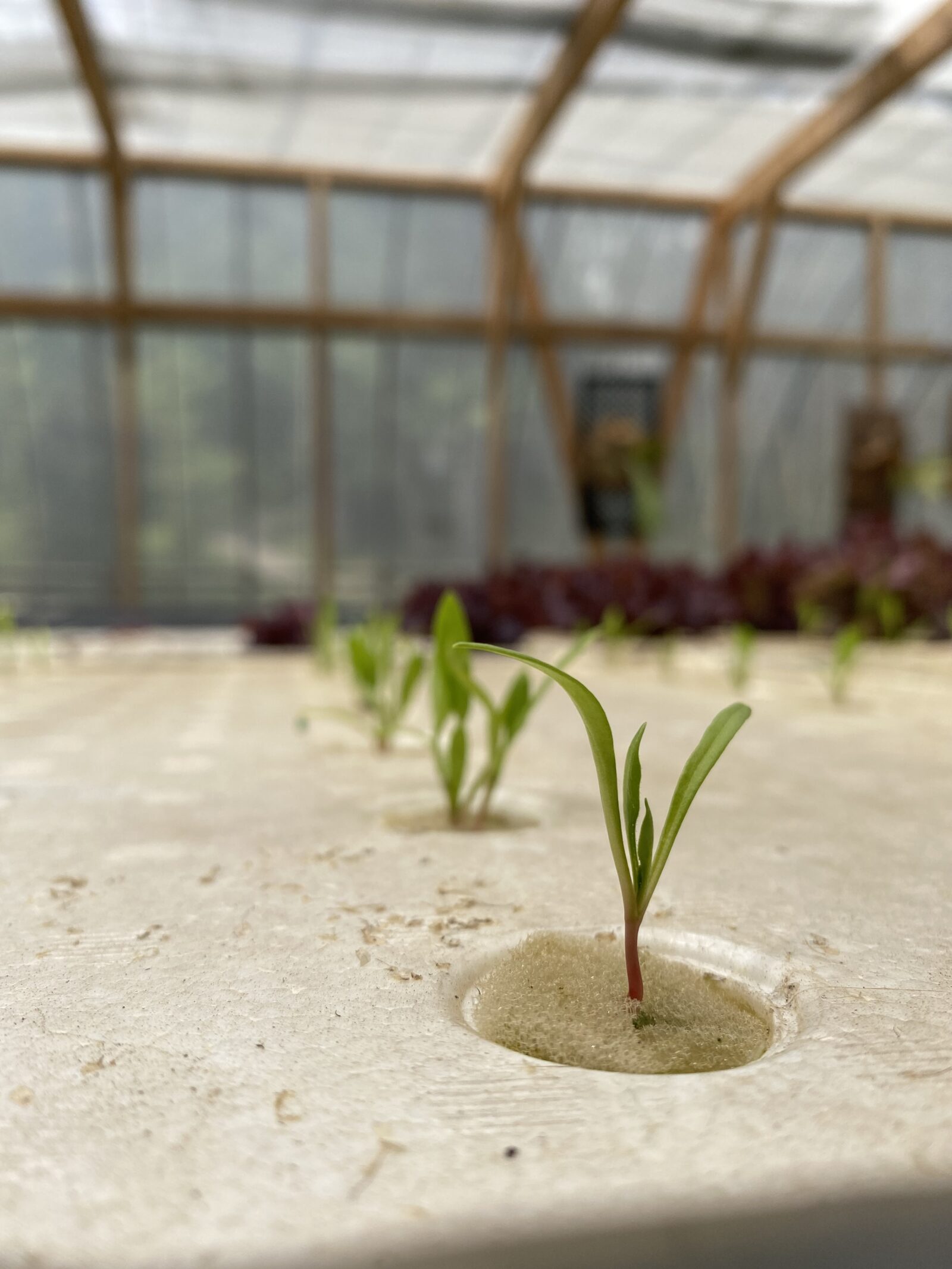 白い栽培パネルの穴に、スポンジごと植えられた小さな苗