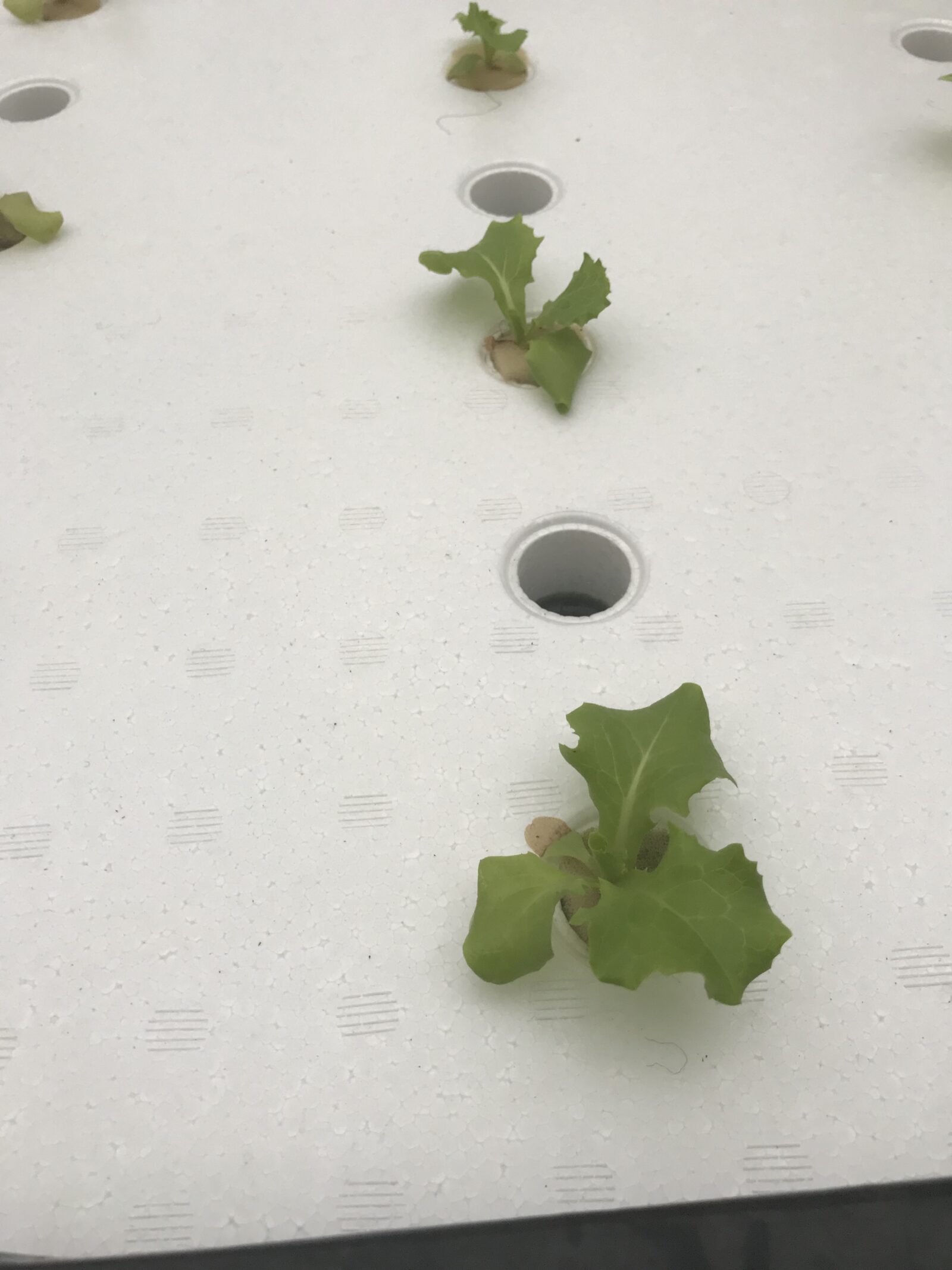 白い栽培パネルの穴に植えられたレタスの小苗