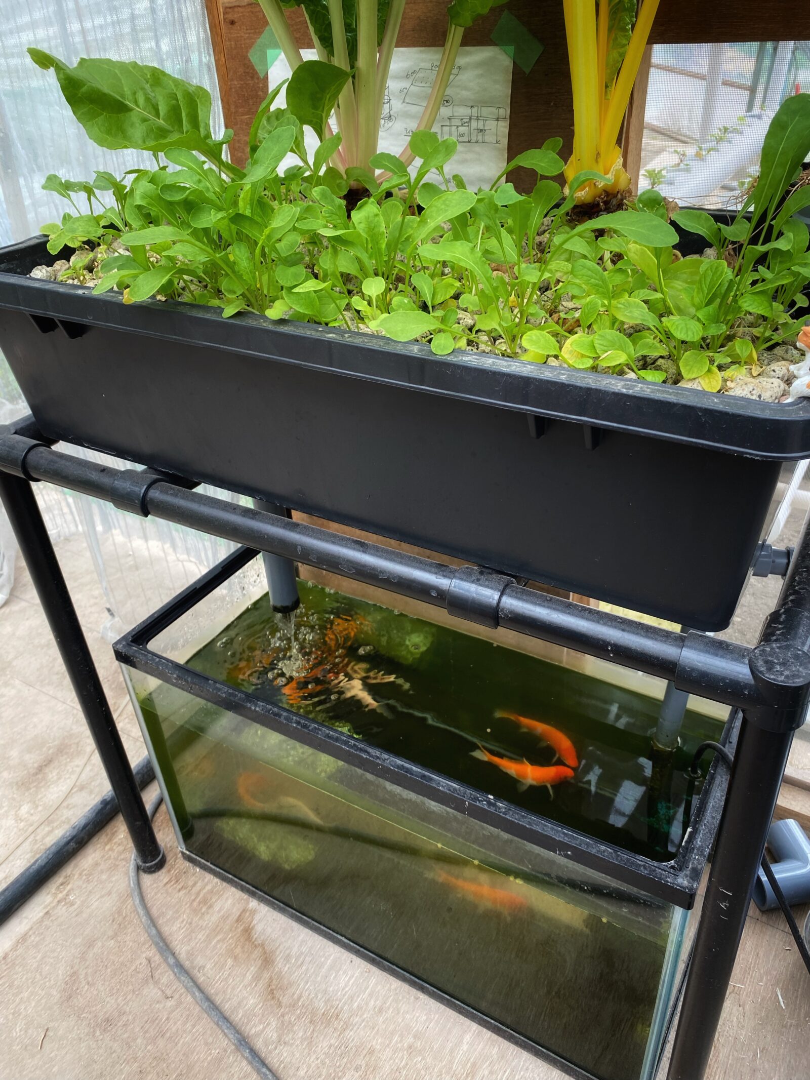 小型のアクアポニックス装置。下のガラス水槽に金魚、上の栽培槽に苗がびっしり育っている