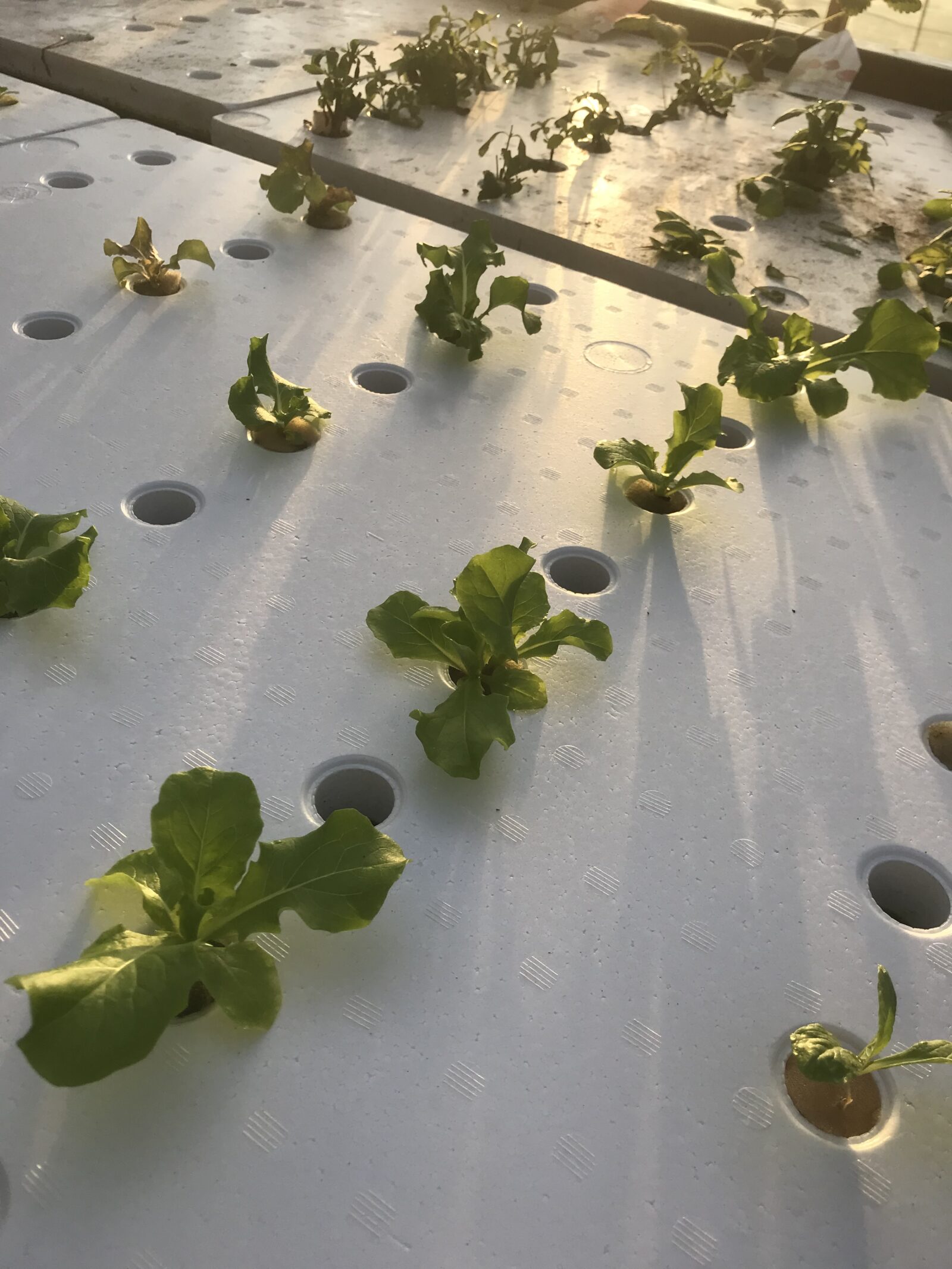 白い栽培パネルに、定植して間もないレタスの苗が点々と植わっている