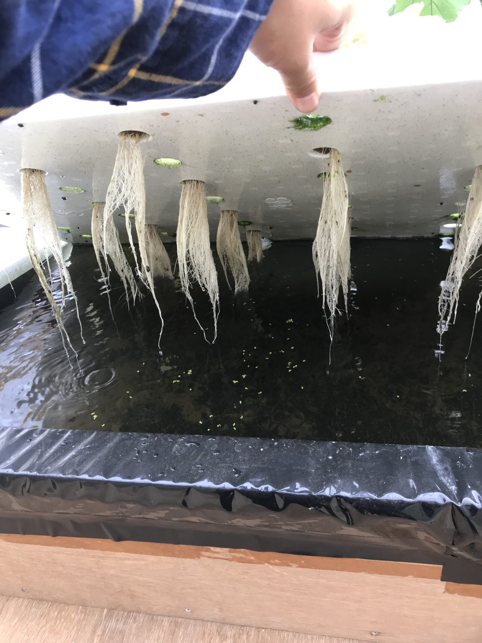 栽培パネルを持ち上げたところ。パネルの裏から白い根が水中へ伸びている