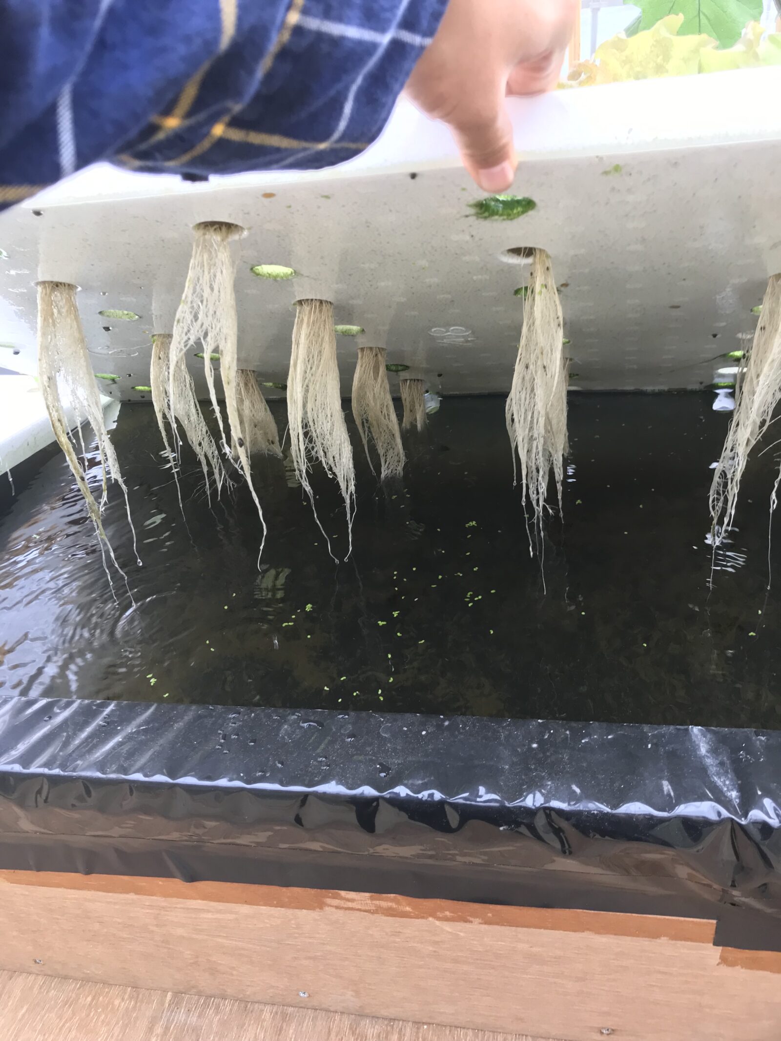 栽培パネルを持ち上げたところ。パネルの裏から白い根が房になって水中へ垂れている