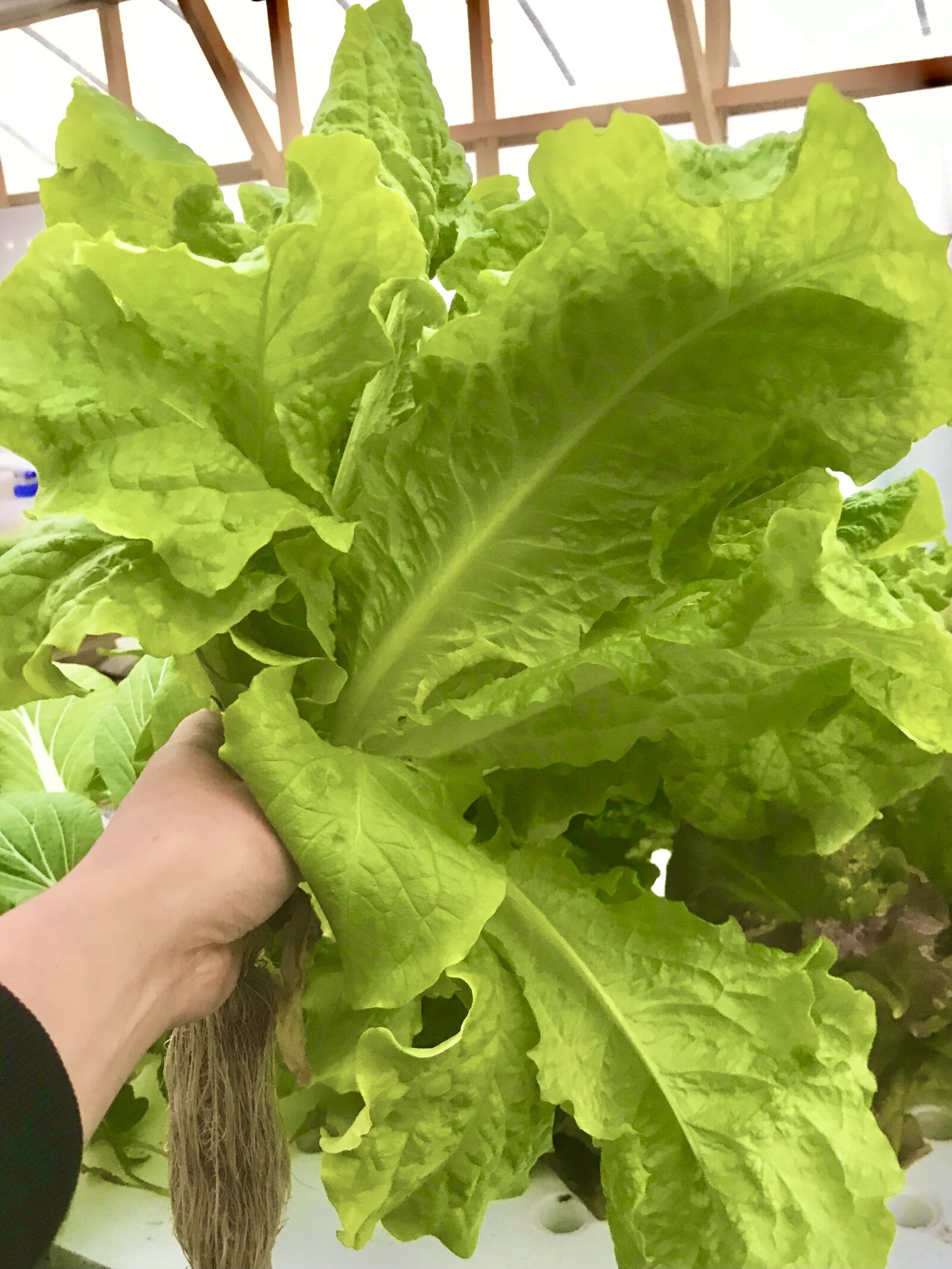 収穫したリーフレタスを手に持ったところ。根がそのまま付いている
