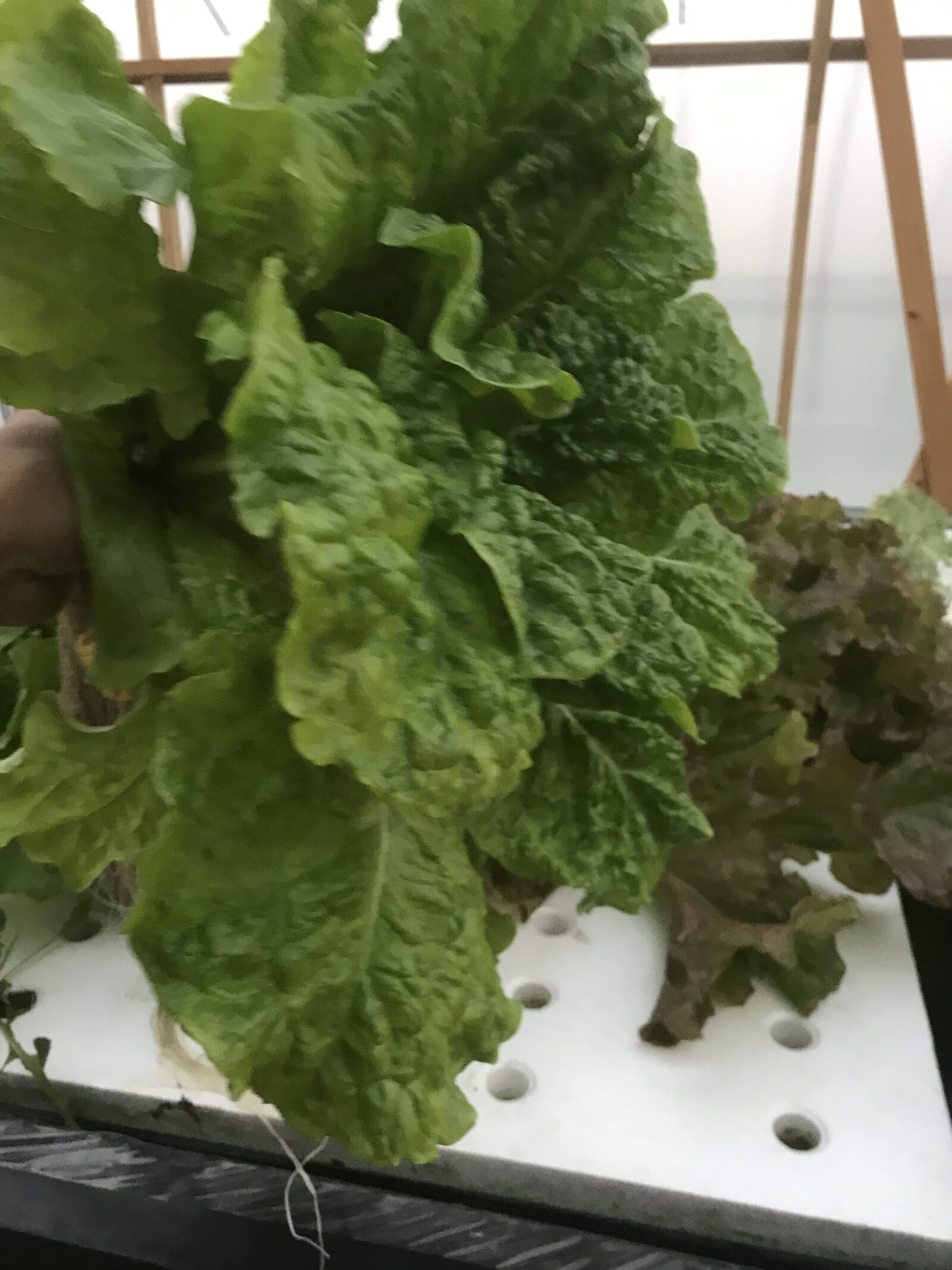 株ごと穫った黄緑のリーフレタスを手に持っているところ。奥の白いパネルに赤いリーフレタス