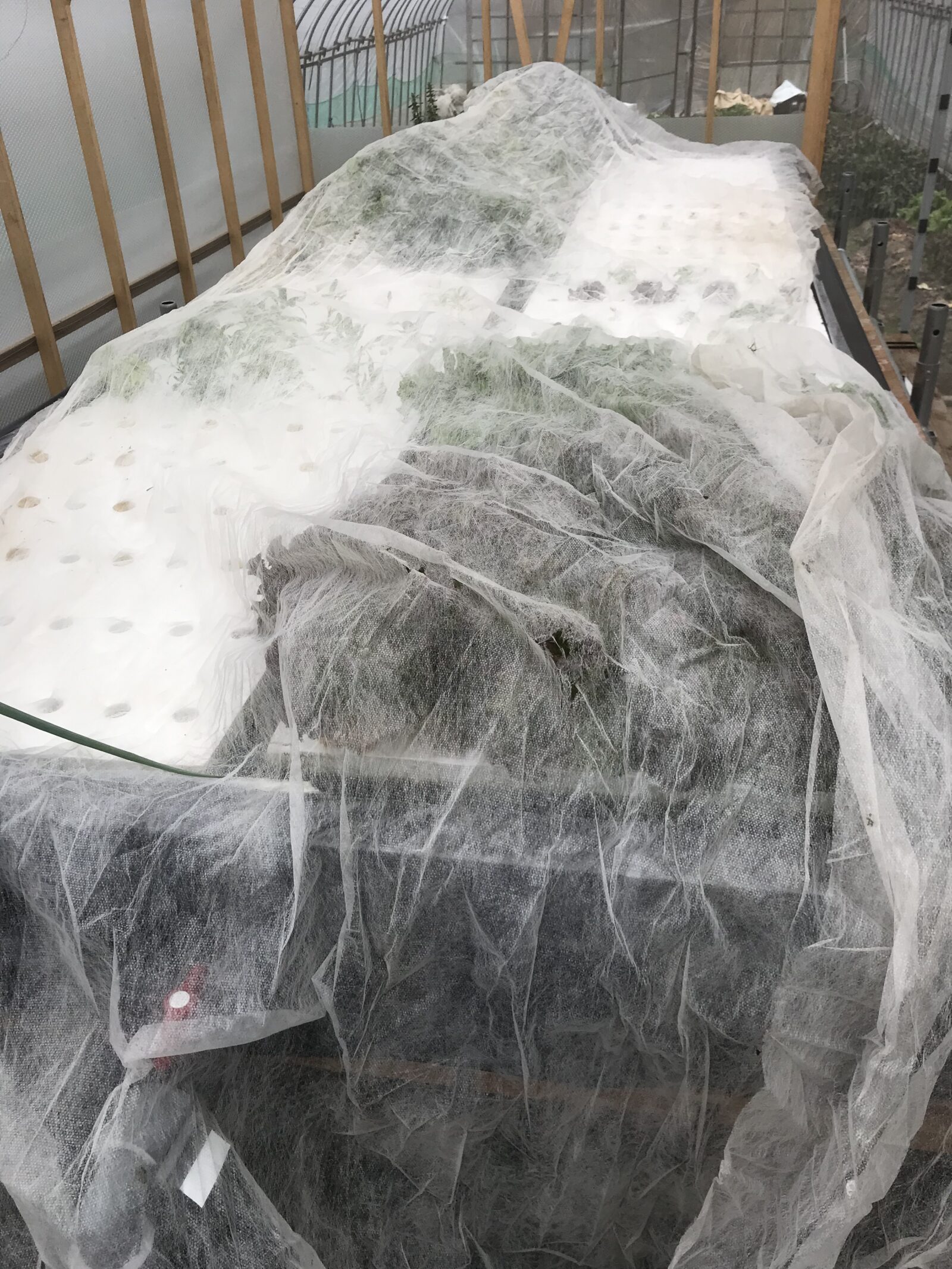 栽培槽の上に不織布をかけて覆った状態