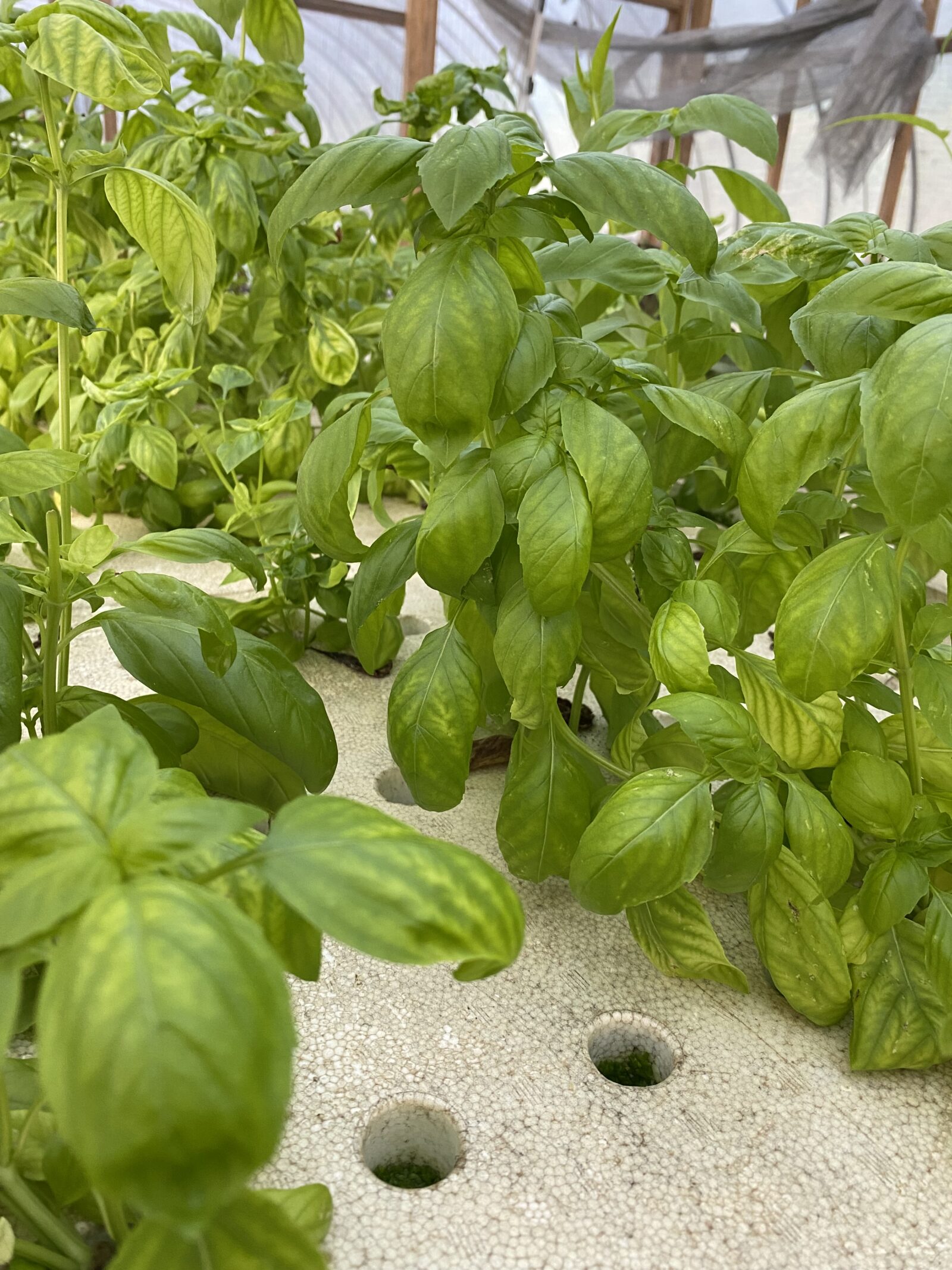 アクアポニックスの栽培槽でよく茂ったバジル。培地には空いた植え穴が並ぶ