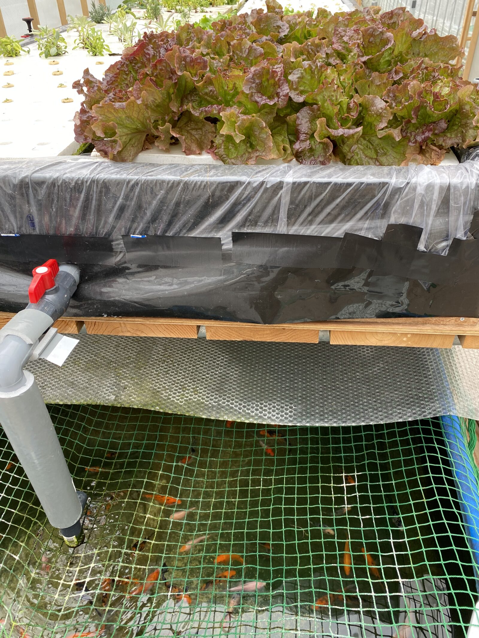 黒い栽培槽の下の水槽に、網を張っているところ