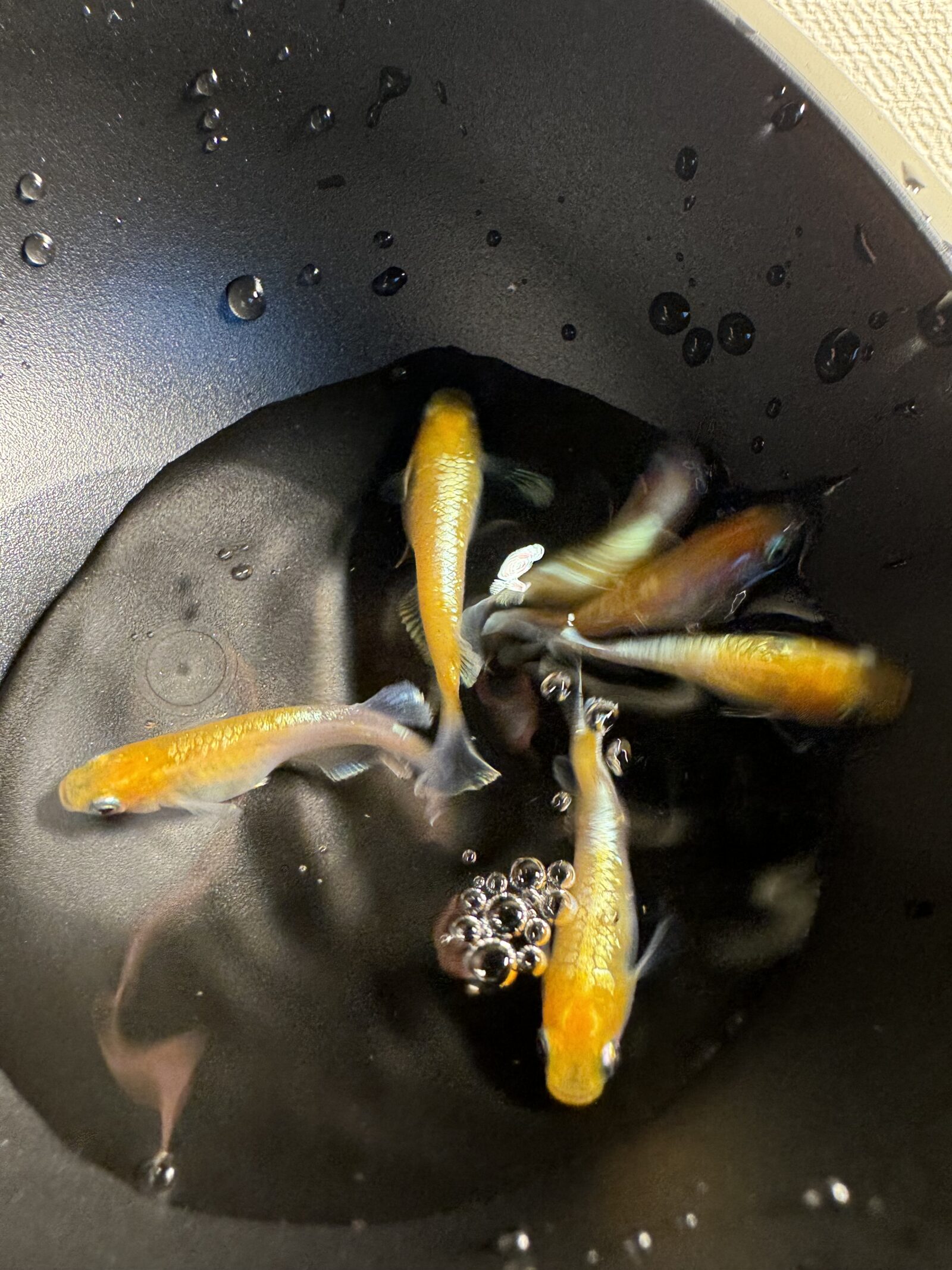黒い容器を上から見たメダカ数匹。水面は静か