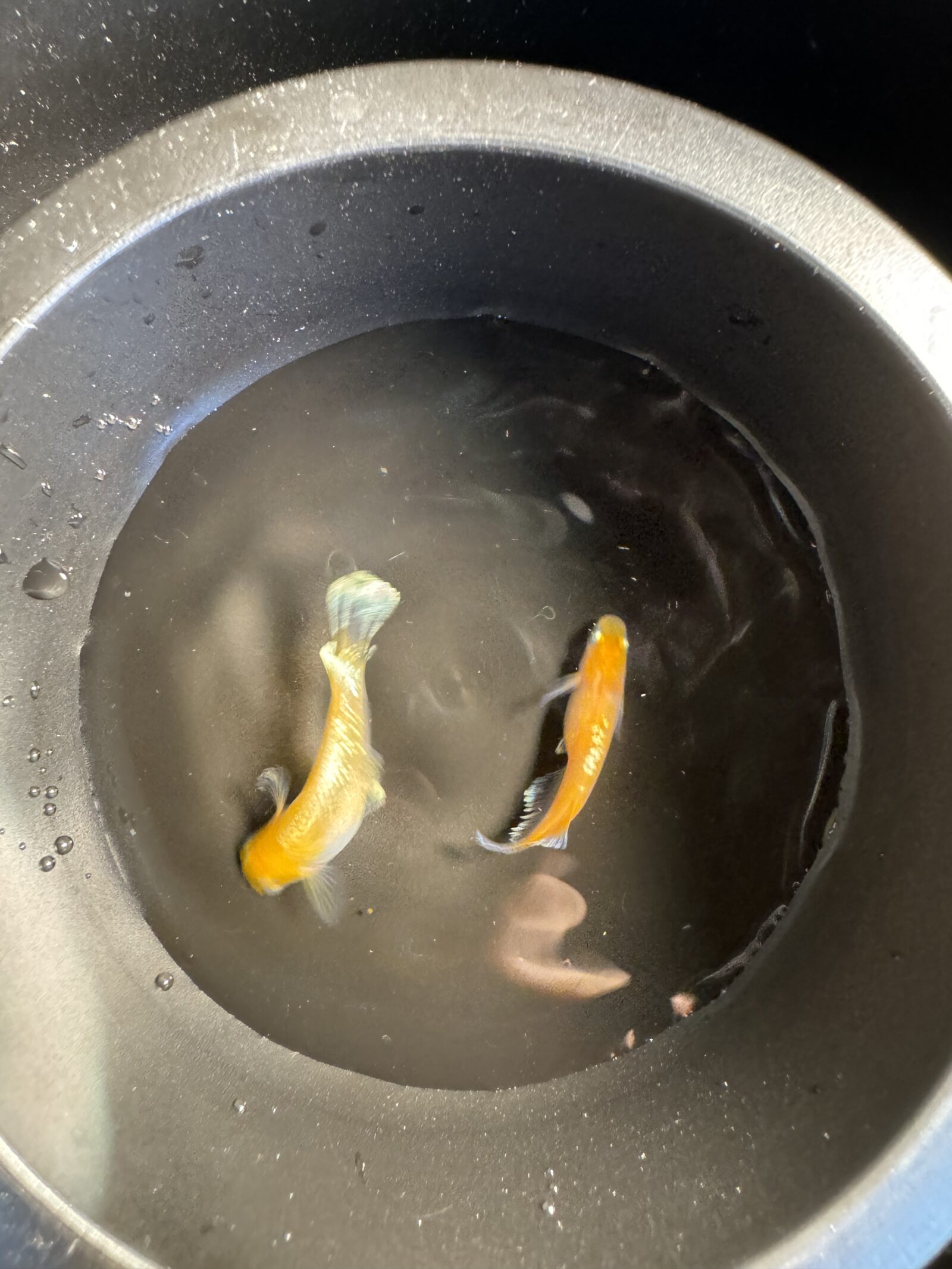 黒い容器を上から見たメダカ2匹