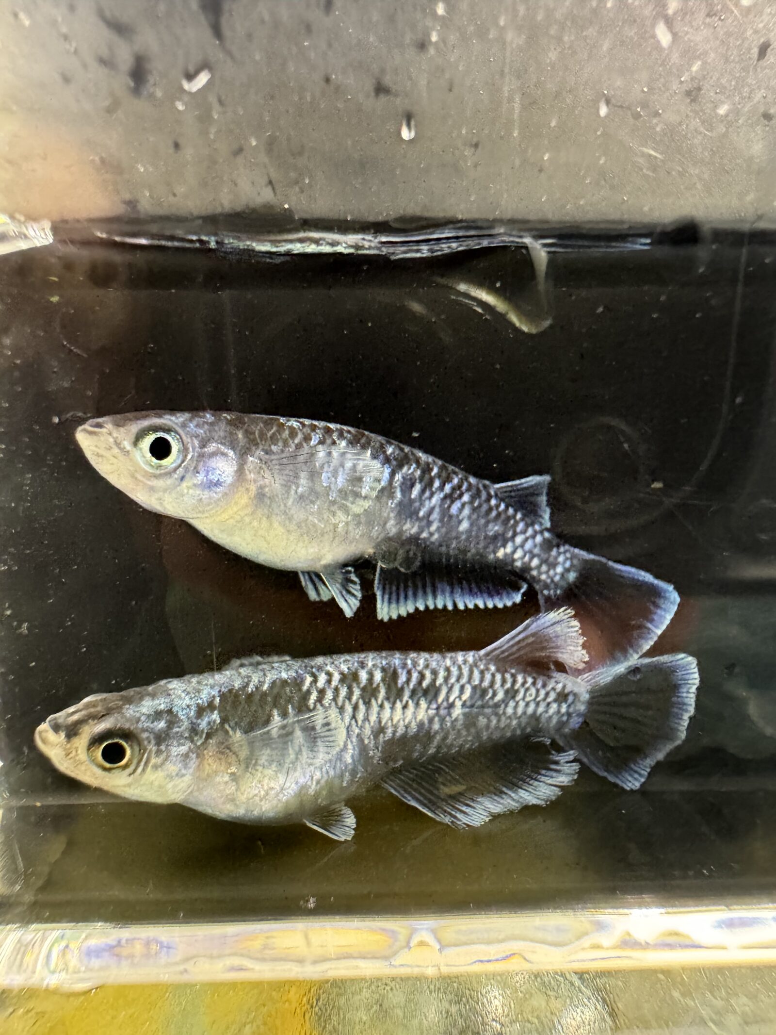 横から見た野生色のメダカ2匹。体表とヒレに異常がない状態