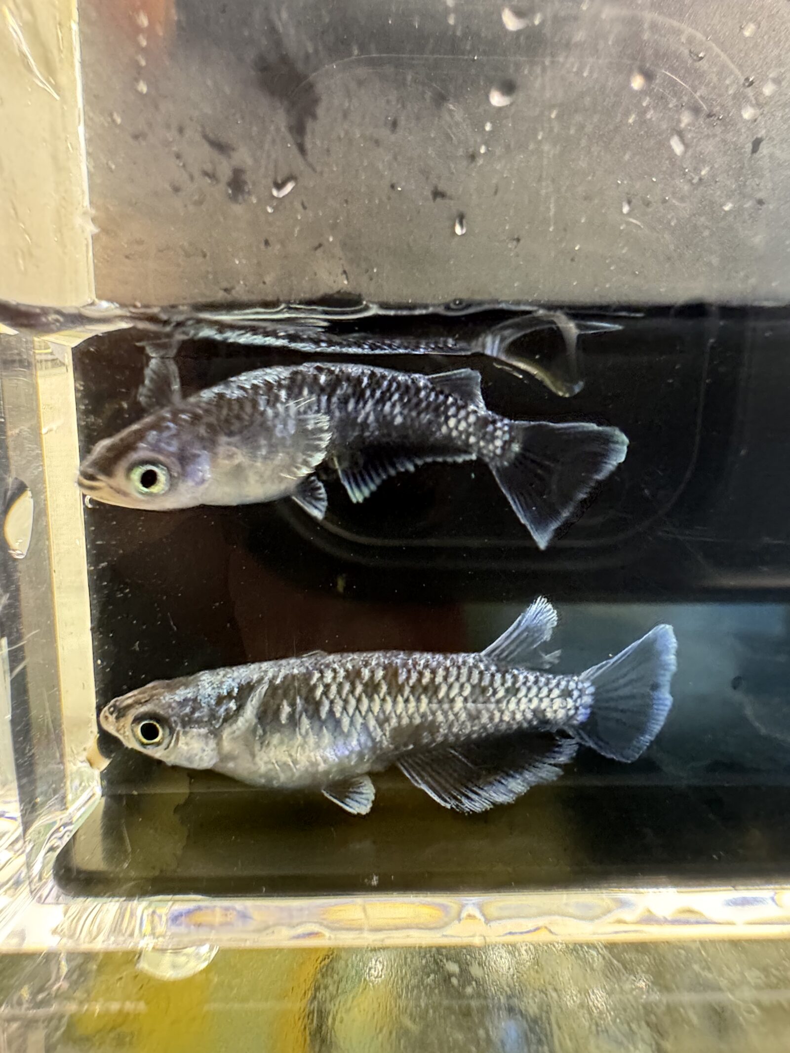 横から見た野生色のメダカ2匹