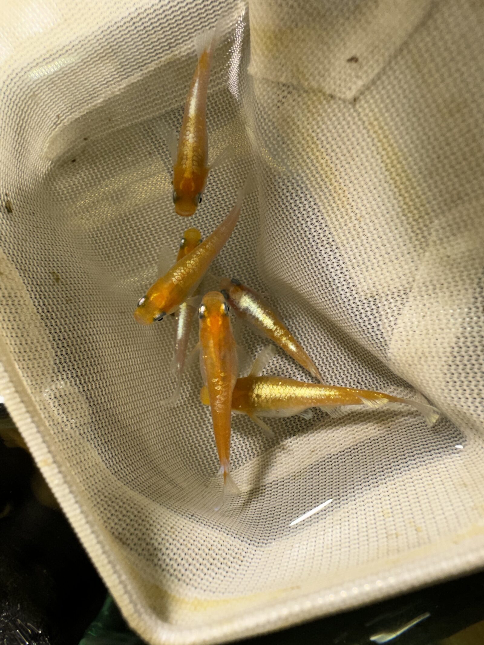 白い網ですくわれたメダカ数匹