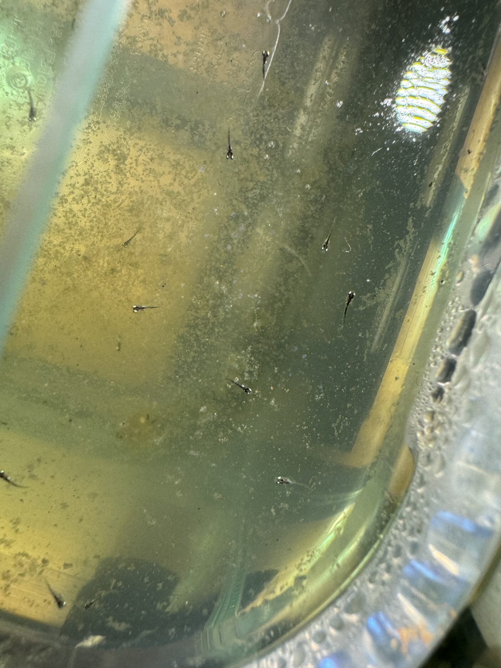 緑がかった水の容器を横から見たところ