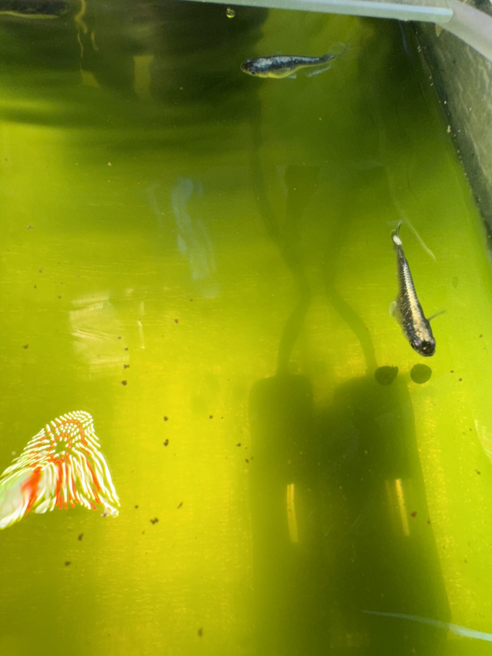 濃い緑色になった水を上から見たところ。メダカが泳いでいる