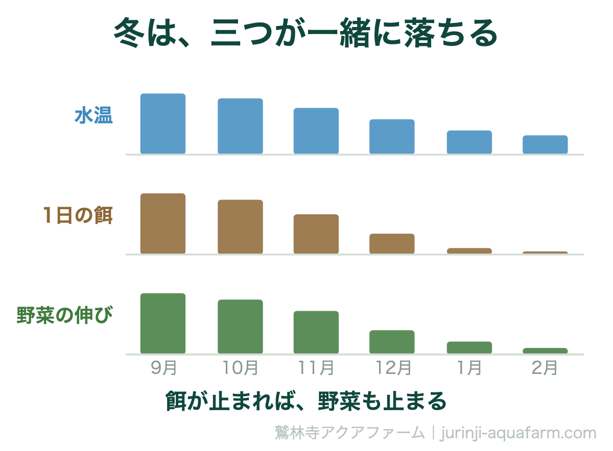 冬に水温が下がると餌の量も野菜の伸びも一緒に落ちることを示した図解