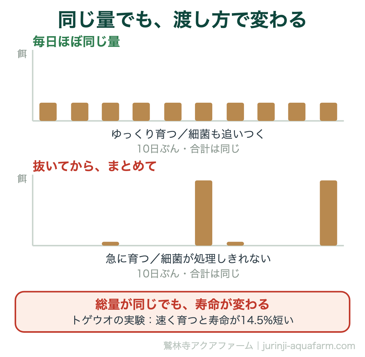 アクアポニックスで毎日一定に与える場合とまとめ食いさせる場合の餌の量を比べた図解