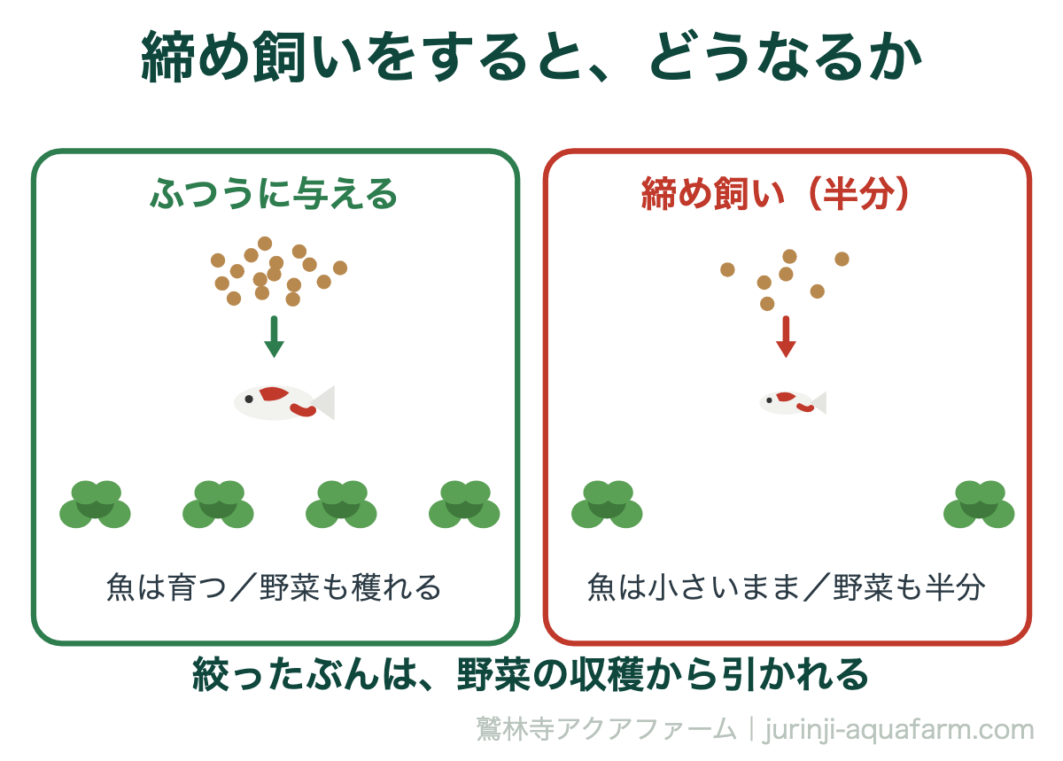 アクアポニックスで締め飼いをすると野菜の収穫も半分になることを示した図解