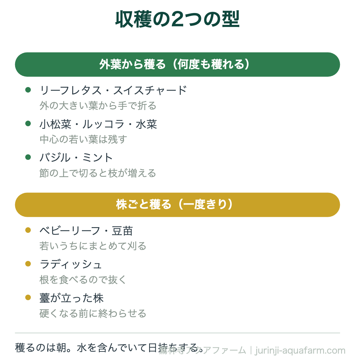 アクアポニックスの収穫の2つの型の図。外葉から穫るのはリーフレタスやスイスチャードやバジル、株ごと穫るのはベビーリーフやラディッシュや薹が立った株。穫るのは朝