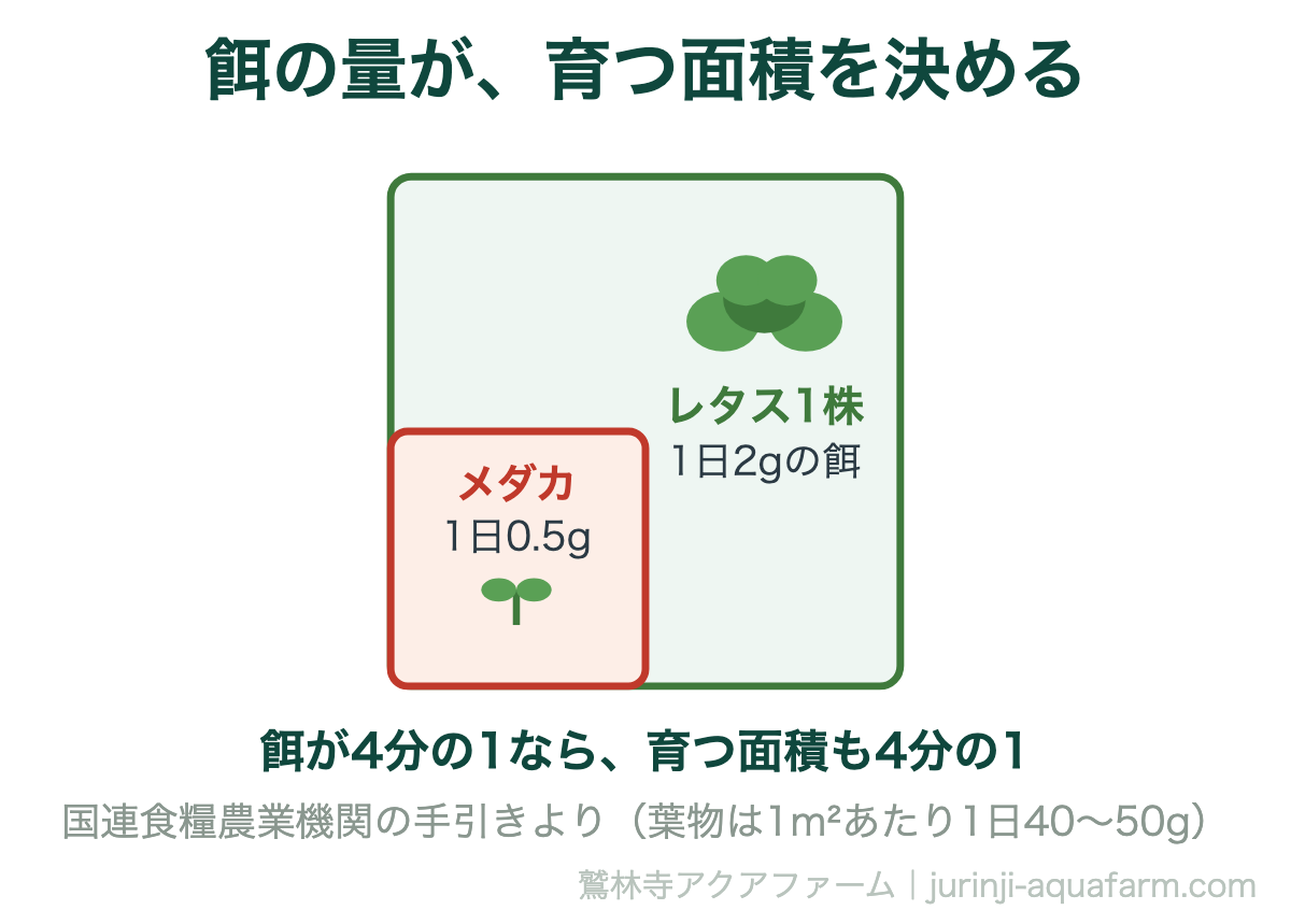 メダカのアクアポニックスで餌の量が育つ面積を決める図解。レタス1株に1日1.6〜2.5グラム