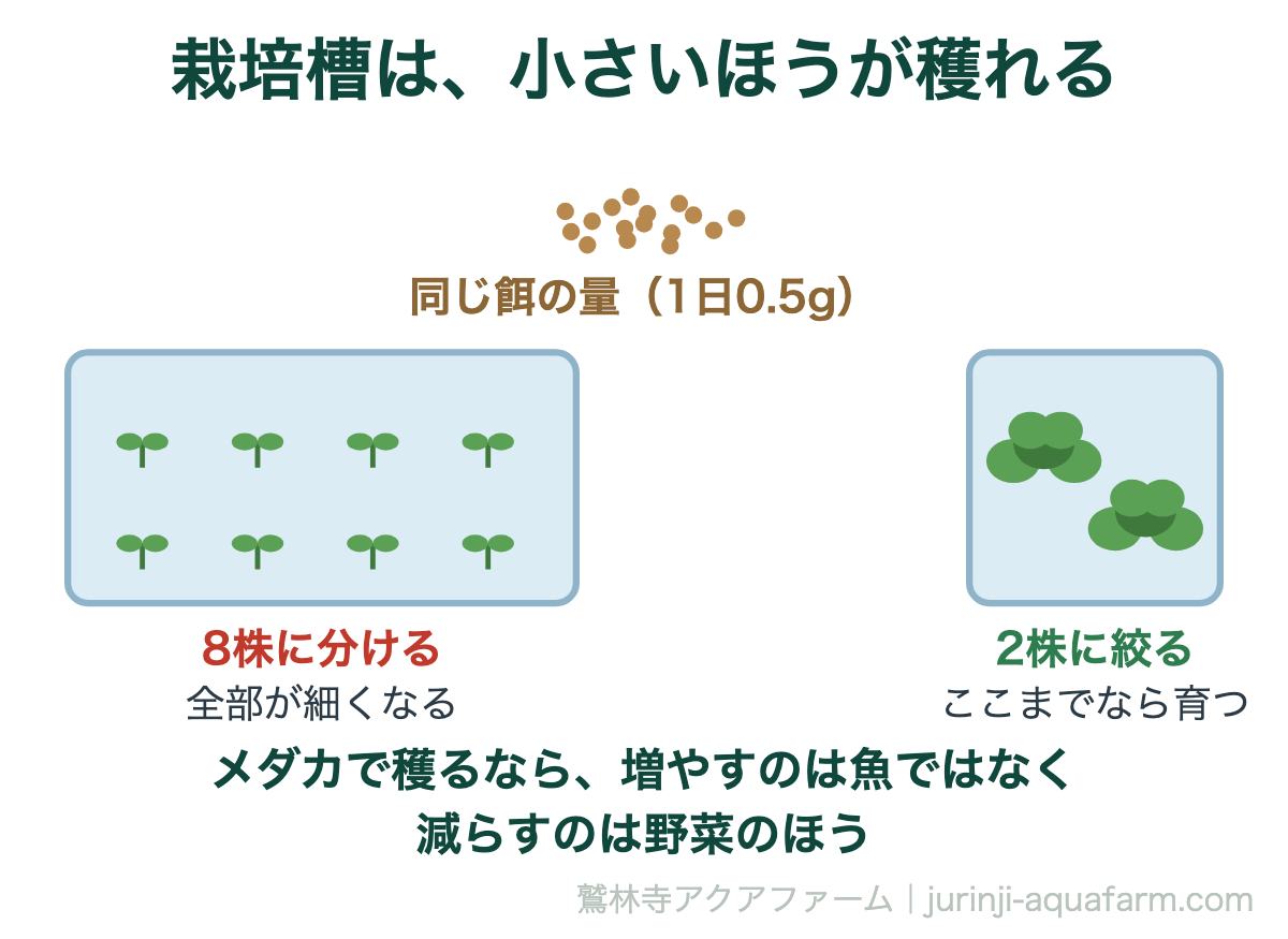 メダカのアクアポニックスは栽培槽を小さくするほど野菜が育つという図解