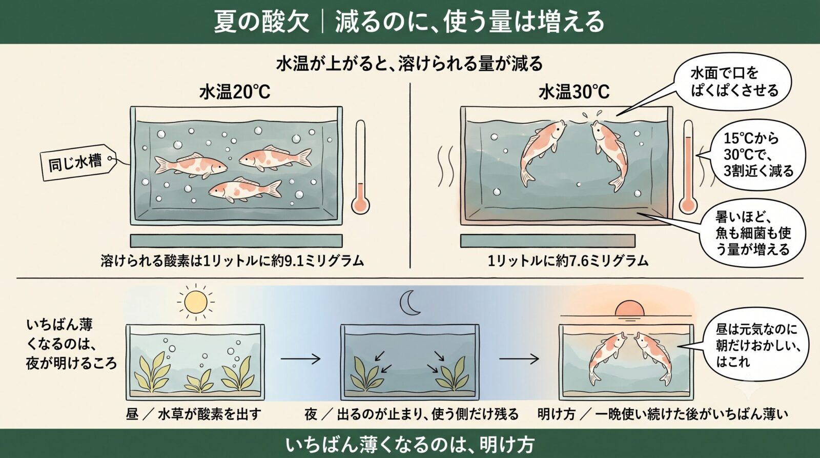 夏の酸欠の仕組み。水温が上がると溶ける酸素が減り、明け方がいちばん薄くなる