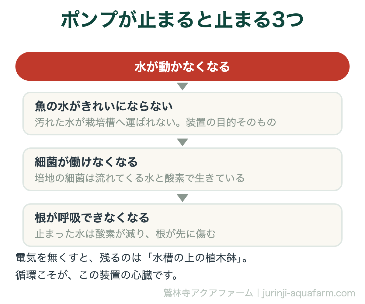 アクアポニックスでポンプが止まると何が止まるかの図。水が動かなくなると、魚の水がきれいにならず、細菌が働けなくなり、根が呼吸できなくなる