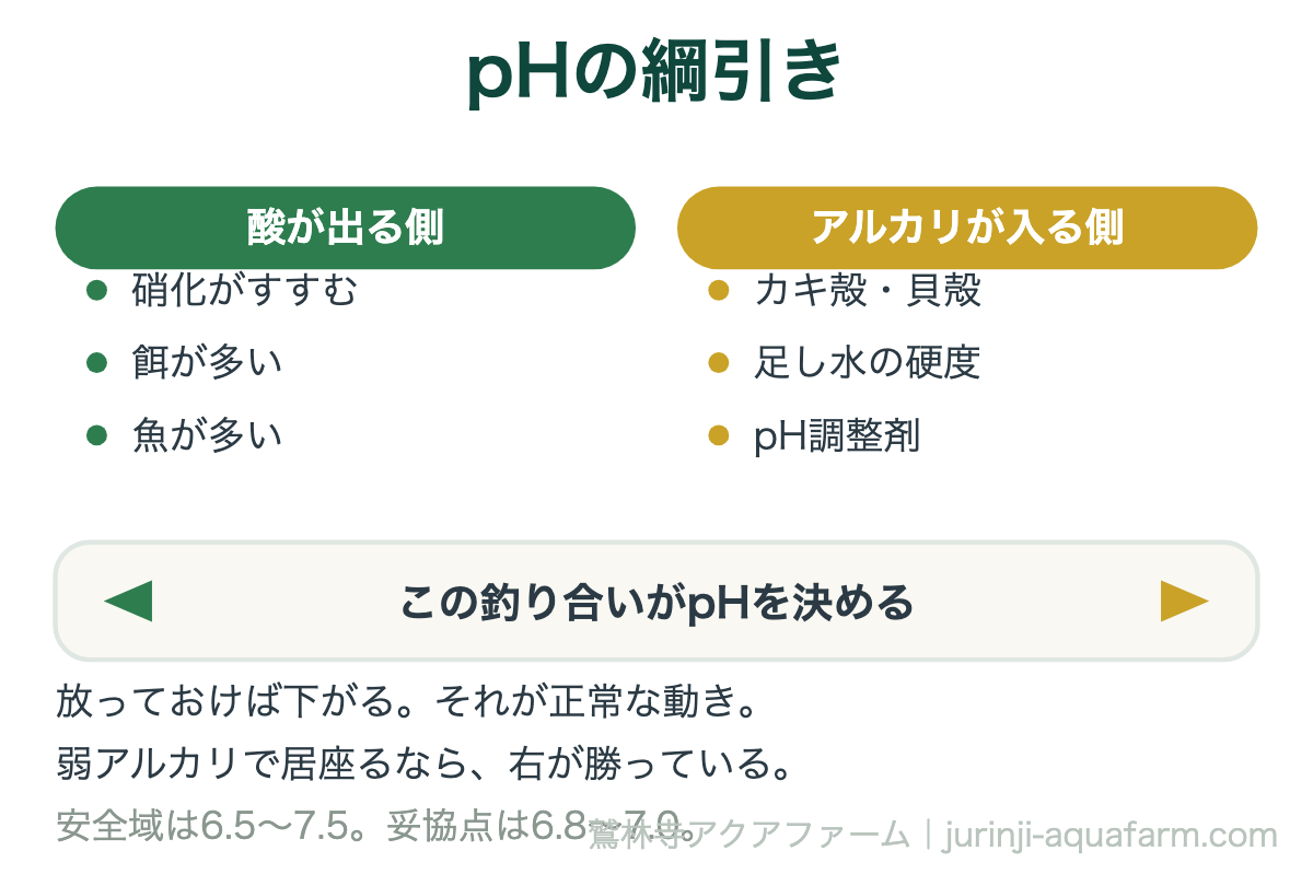 アクアポニックスのpHが決まる仕組みの図。酸が出る側は硝化・餌・魚の数、アルカリが入る側はカキ殻と足し水の硬度とpH調整剤。放っておけば下がるのが正常