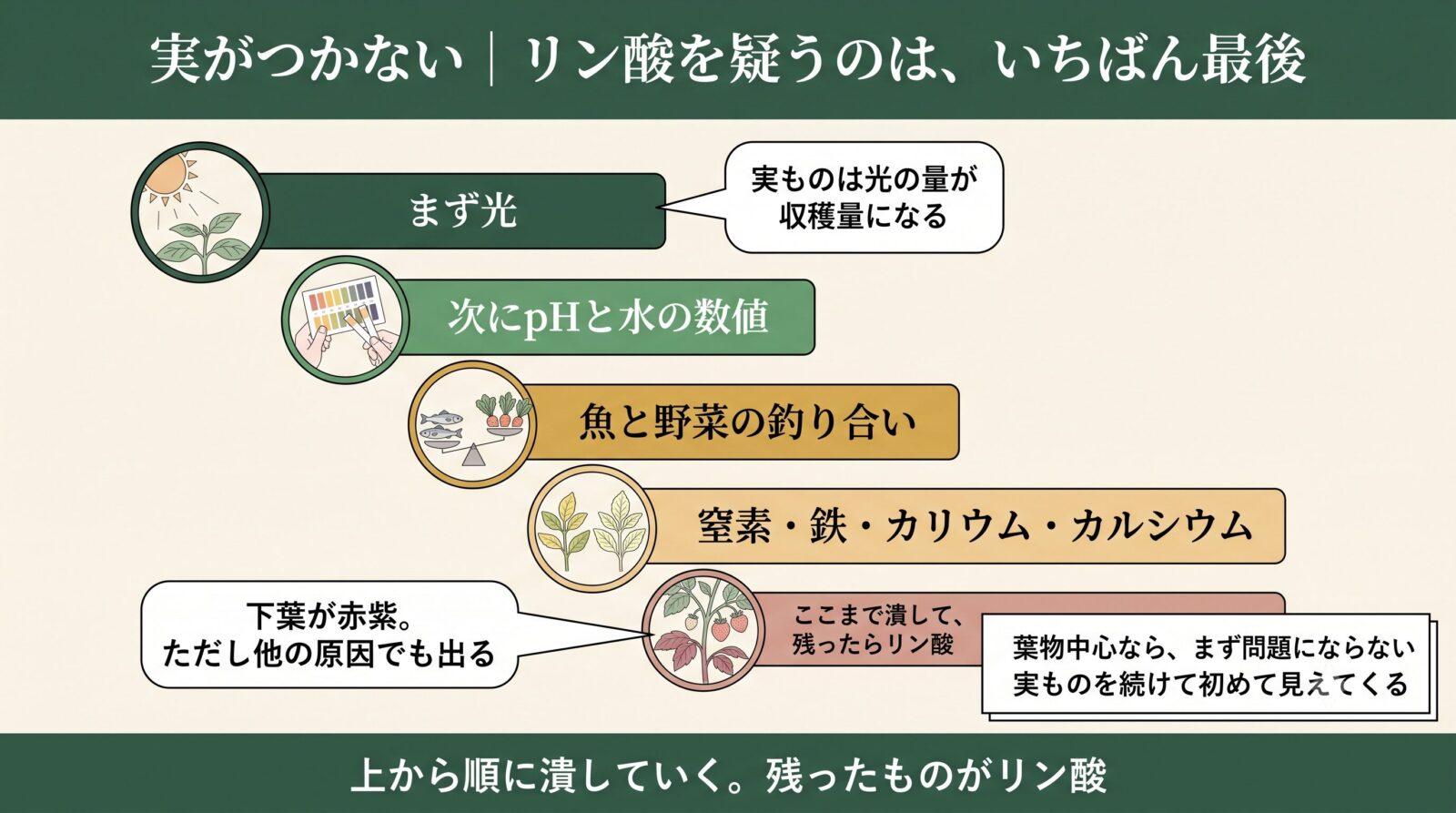 アクアポニックスで実がつかないときに疑う順番。光・pHと水の数値・魚と野菜の釣り合い・窒素や鉄やカリウムやカルシウム・最後にリン酸