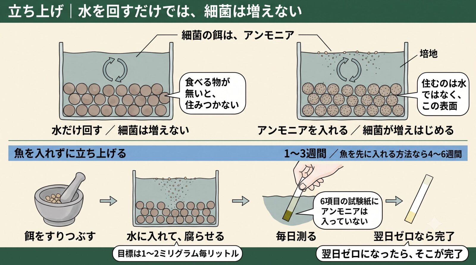 アクアポニックスを魚を入れずに立ち上げる手順。餌をすりつぶして毎日測る