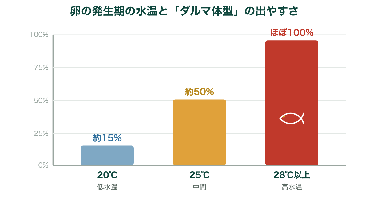 ダルマメダカの作り方:高水温が生み出す突然変異と遺伝の秘密|卵の発生期の水温と「ダルマ体型」の出やすさ
