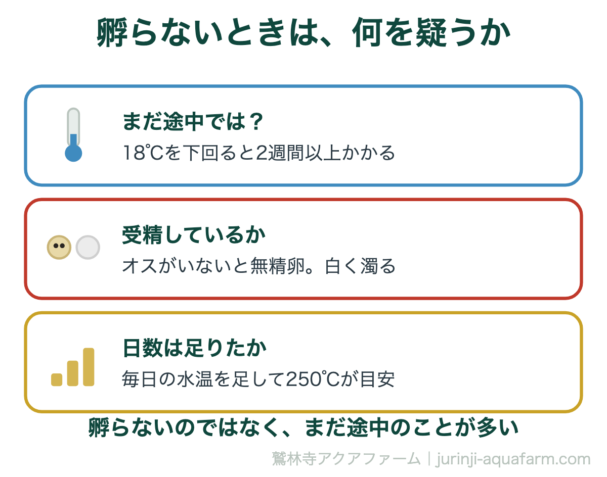 メダカの卵が孵らないときに疑う3点。水温18℃以下・無精卵・積算温度250℃に届いていない