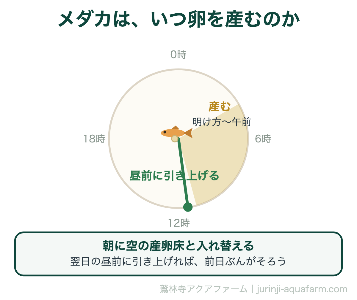 メダカが卵を産むのは明け方から午前中で、産卵床は昼前に引き上げるとよいことを時計で示した図
