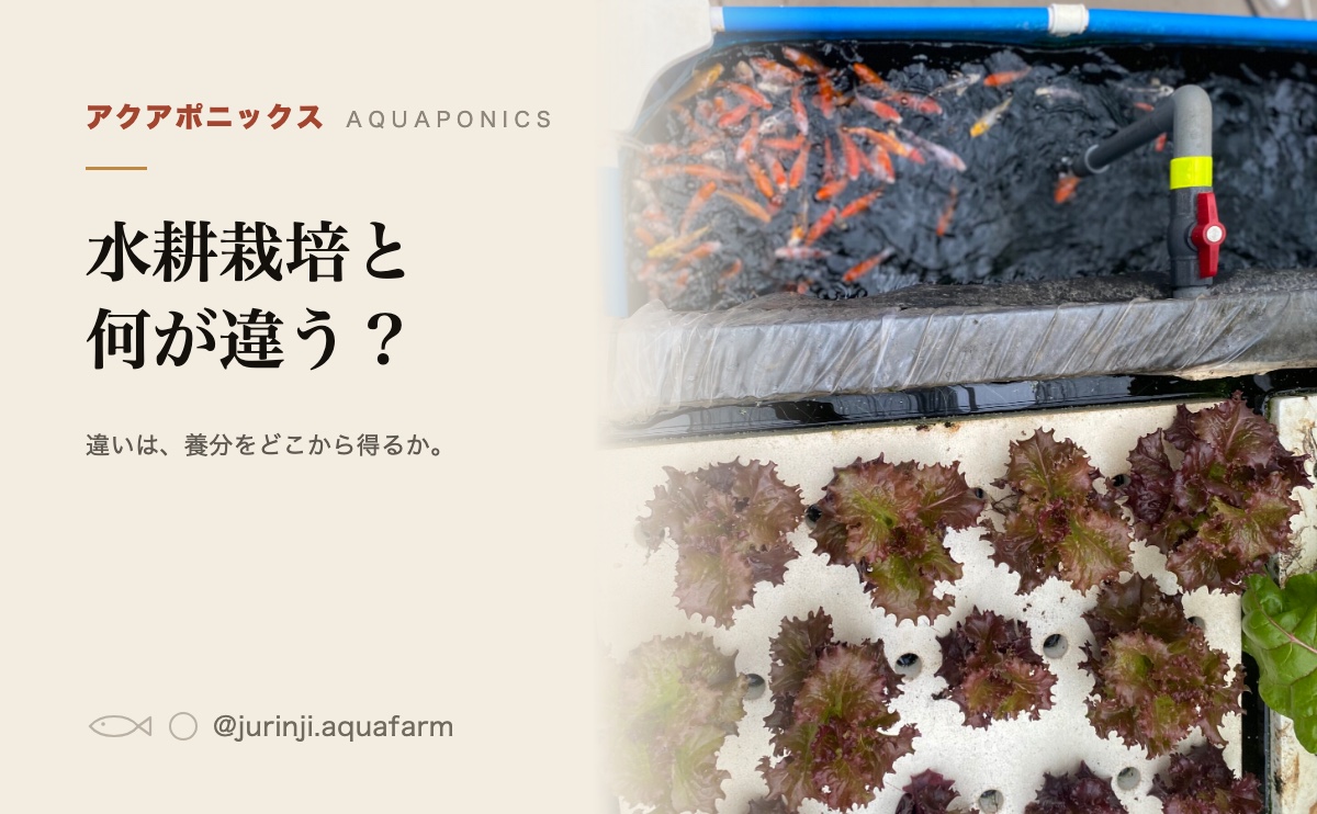 上の栽培槽に赤いリーフレタス、下の水槽に金魚。アクアポニックスと水耕栽培の違い