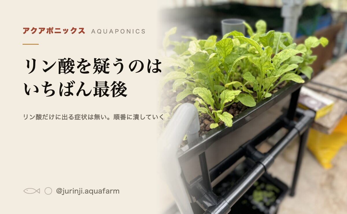 アクアポニックスのリン酸不足。疑うのはいちばん最後でいい