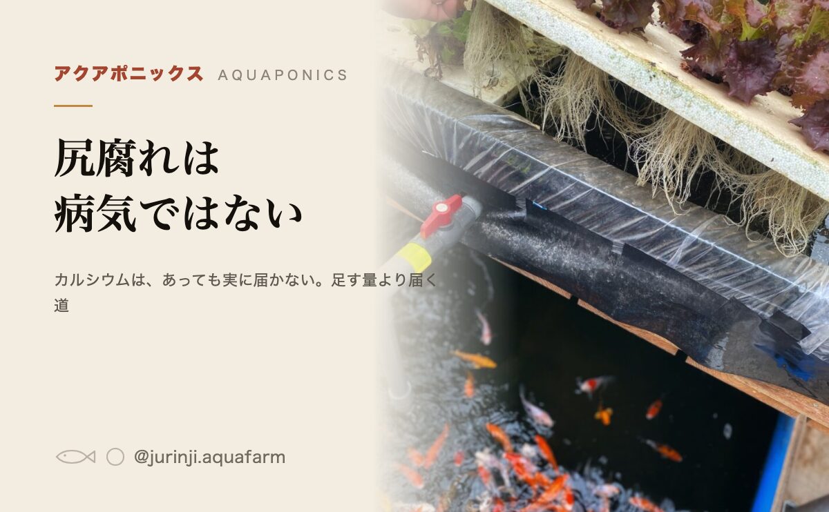 トマトの尻腐れは病気ではない。カルシウムはあっても実に届かない