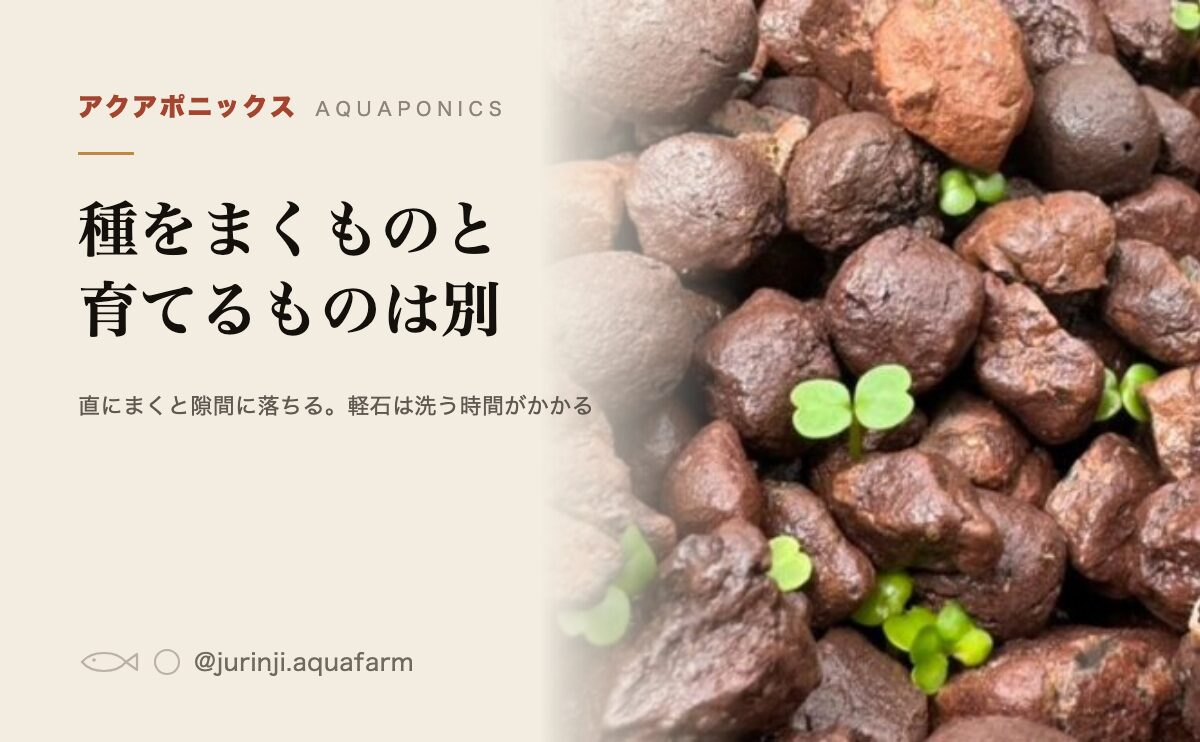 アクアポニックスの培地。種をまくものと育てるものは別
