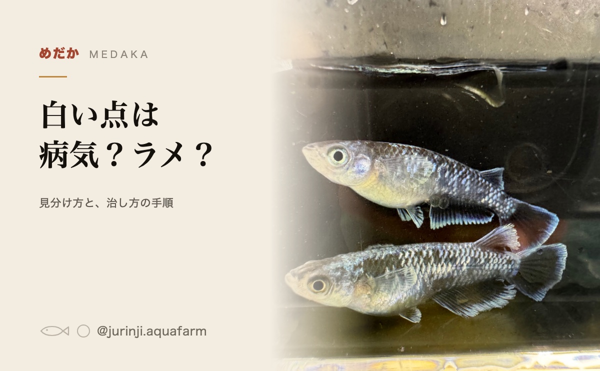 観察ケースに入れたメダカを横から見たところ。体表の光り方が分かる