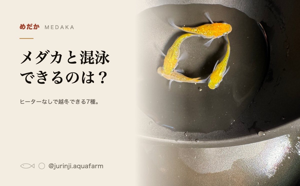 黒い容器で並んで泳ぐメダカ