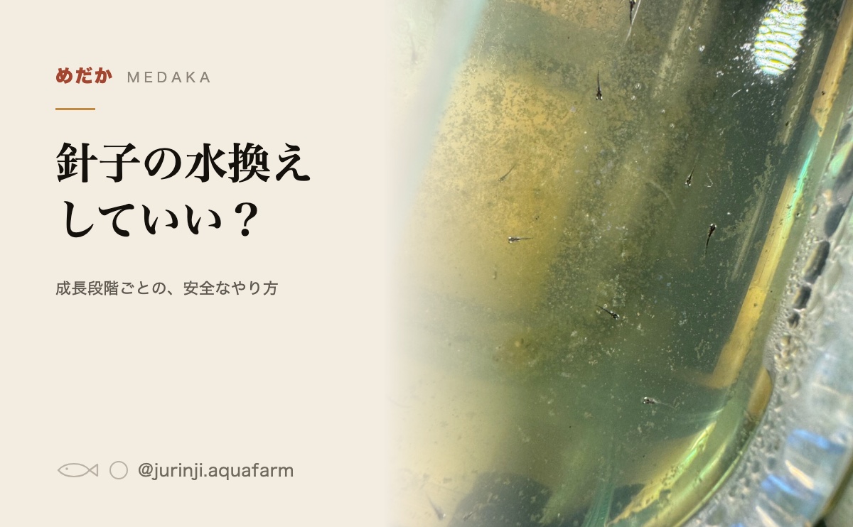 うすく色のついた水の容器。小さなメダカが泳いでいる